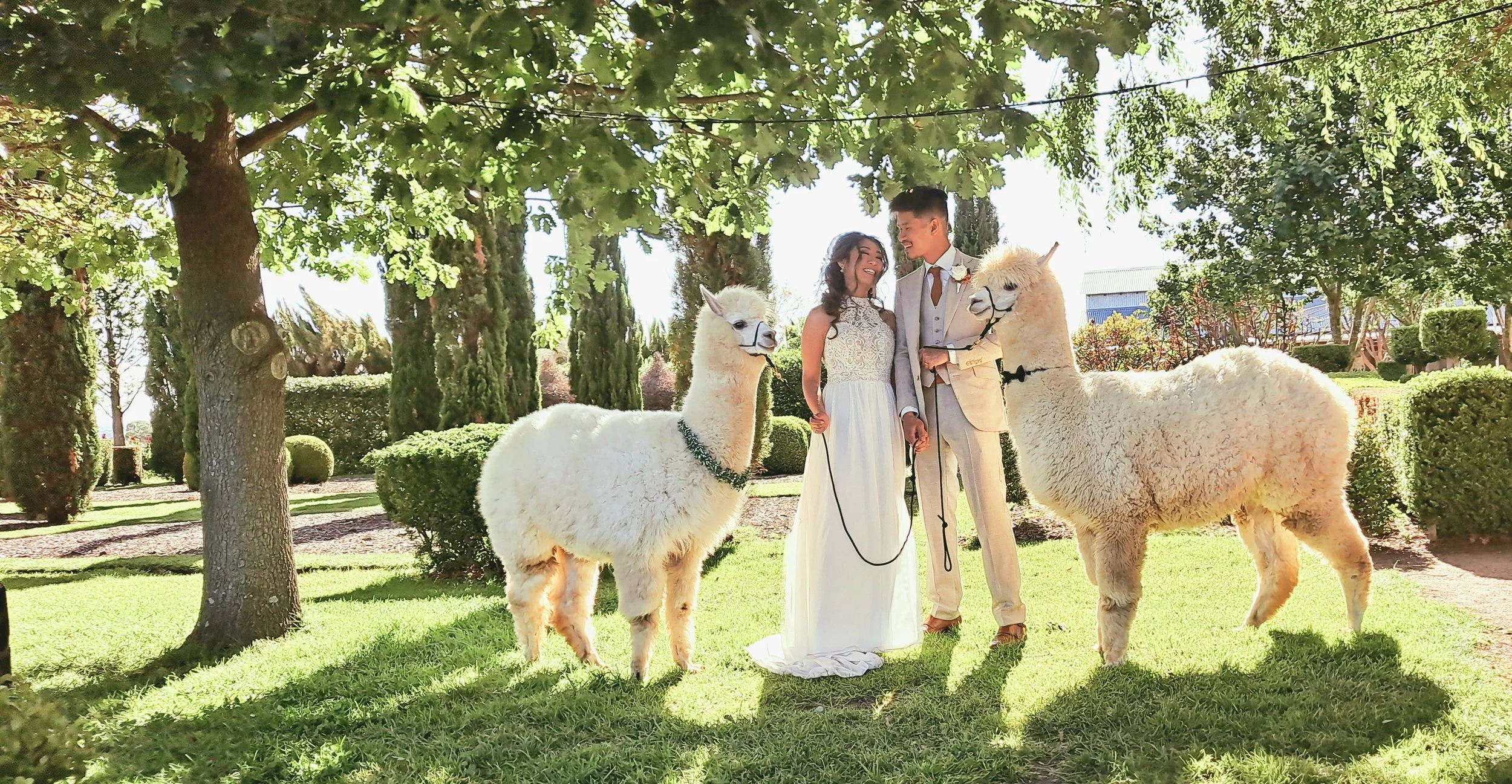 alpaca_kisses (3).jpg