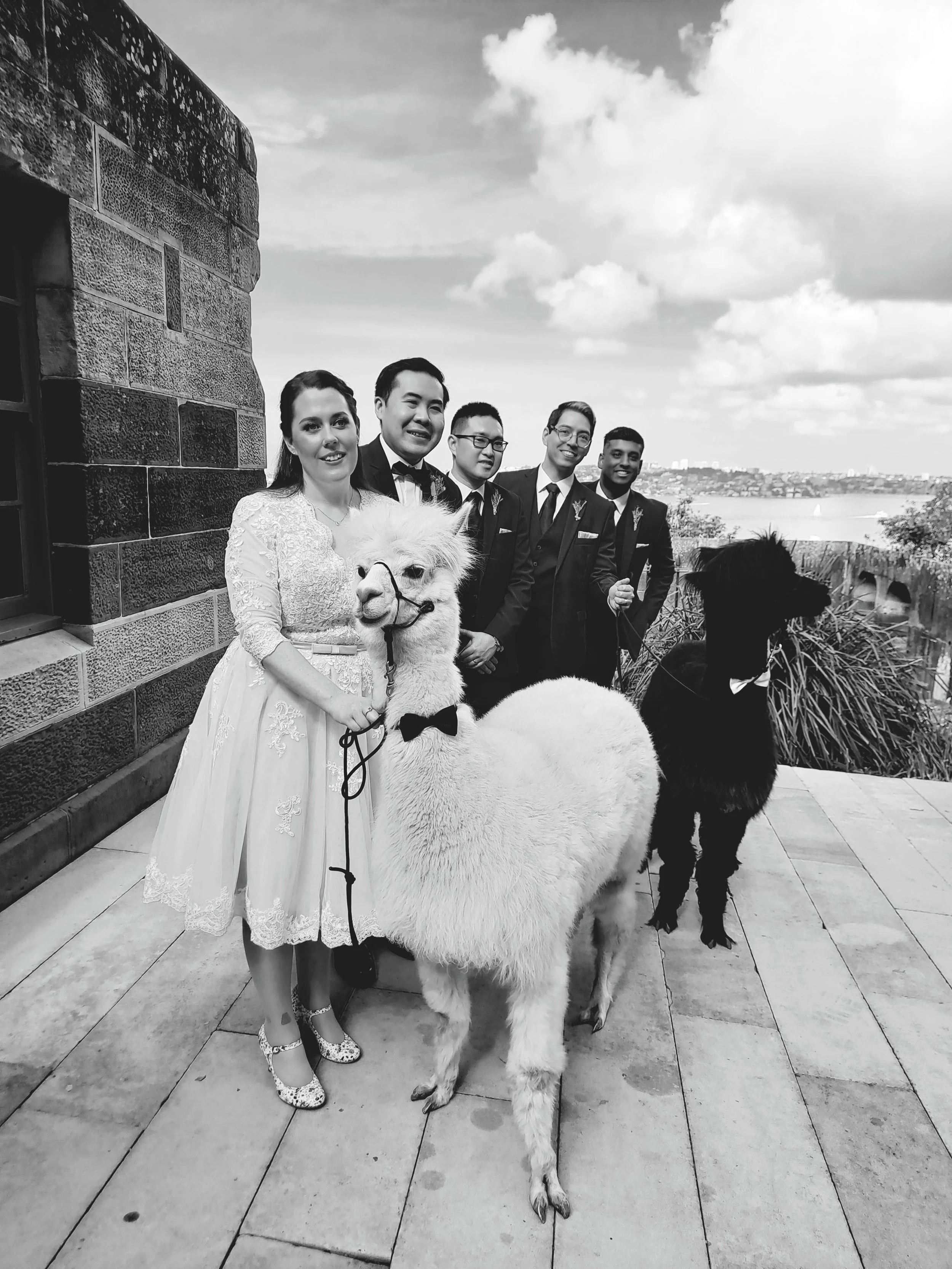 alpaca_kisses (4).jpg