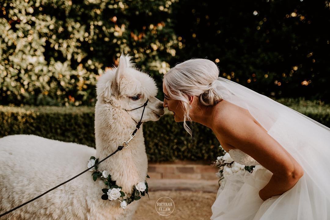 alpaca_kisses (5).jpg
