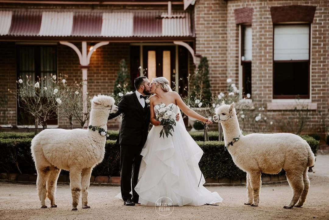 alpaca_kisses (6).jpg
