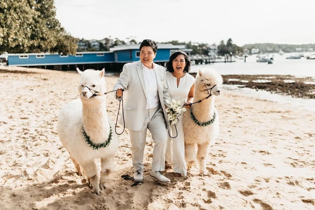 alpaca_kisses (8).jpg