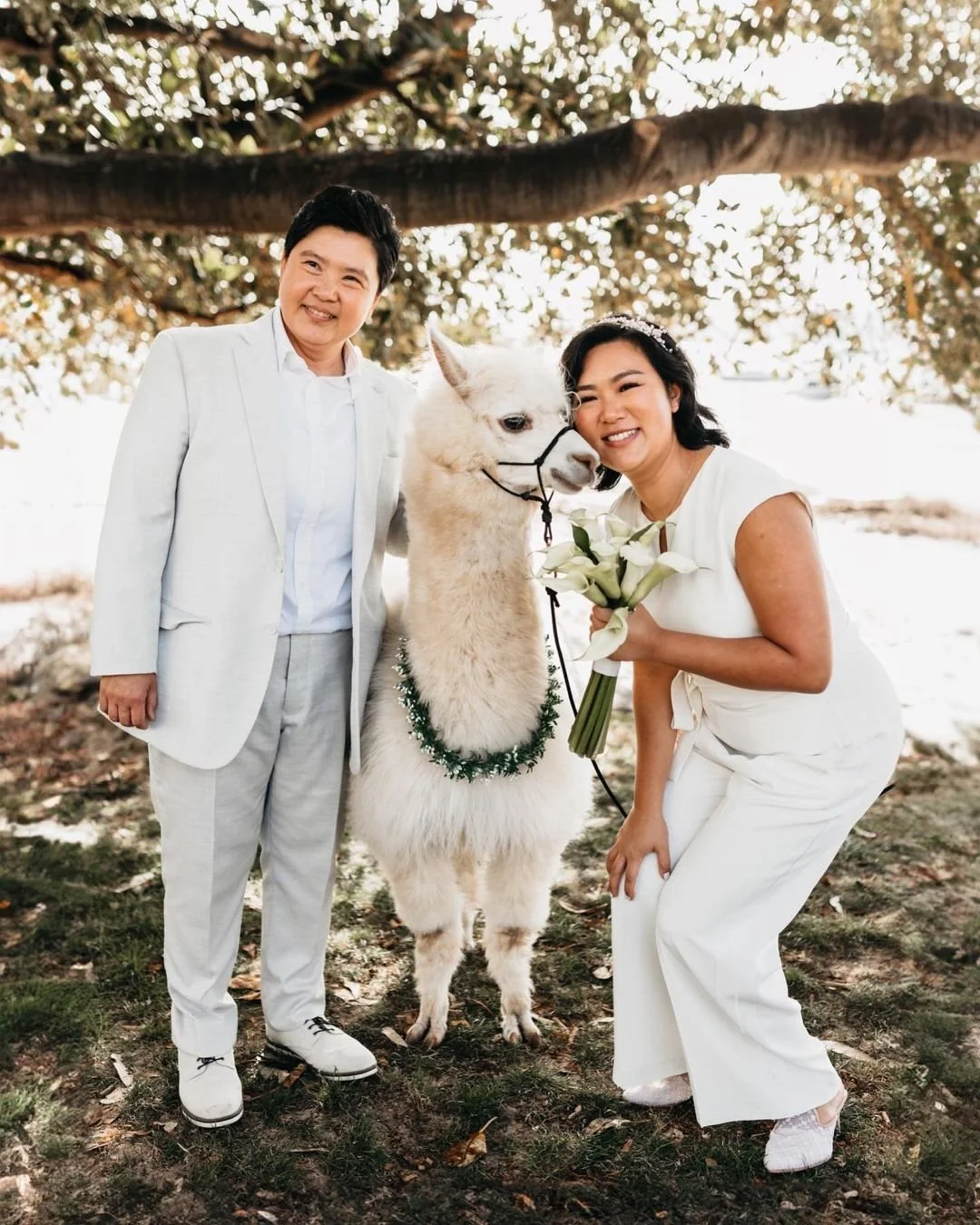 alpaca_kisses (9).jpg