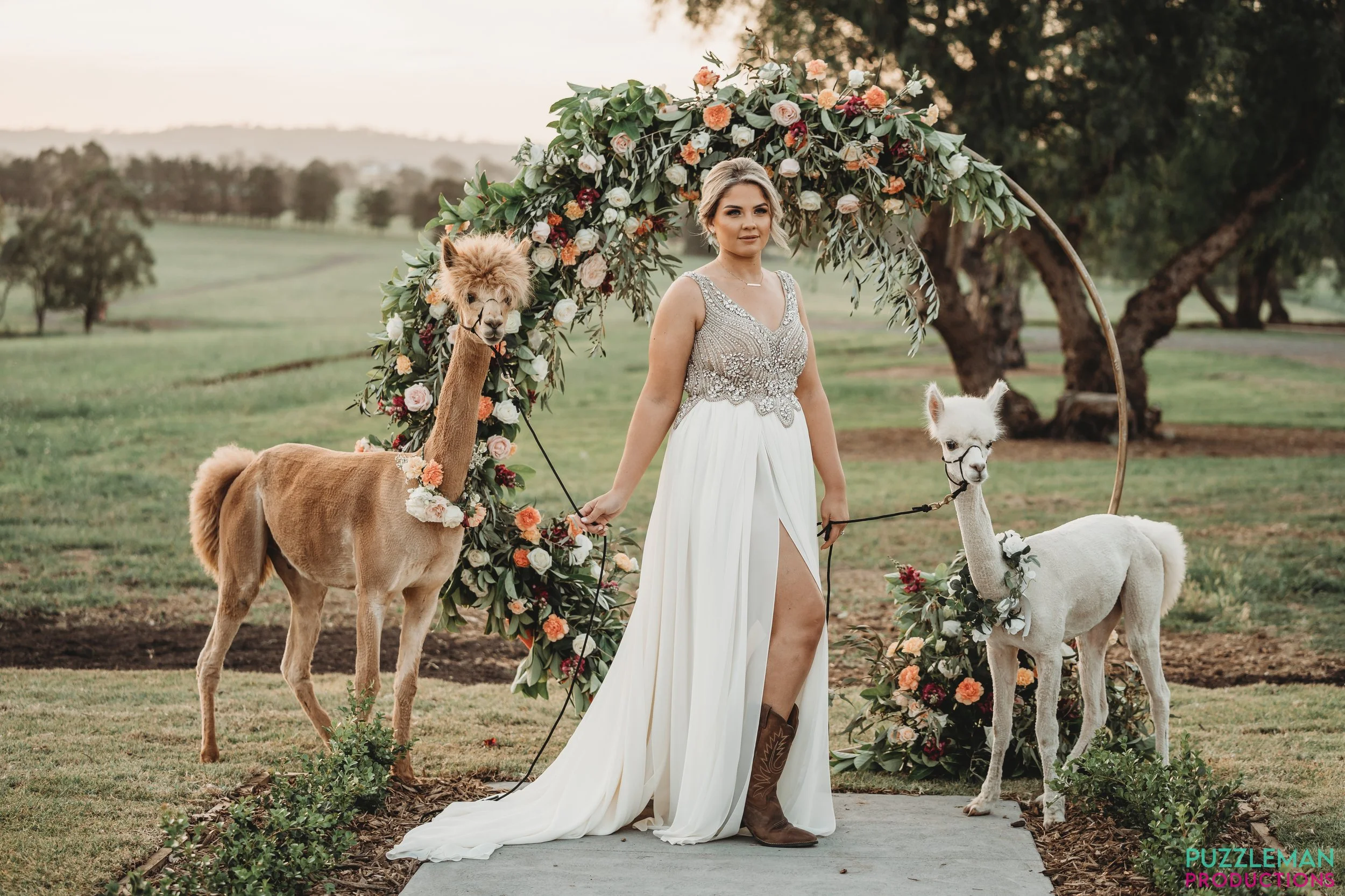 alpaca_kisses (16).jpg