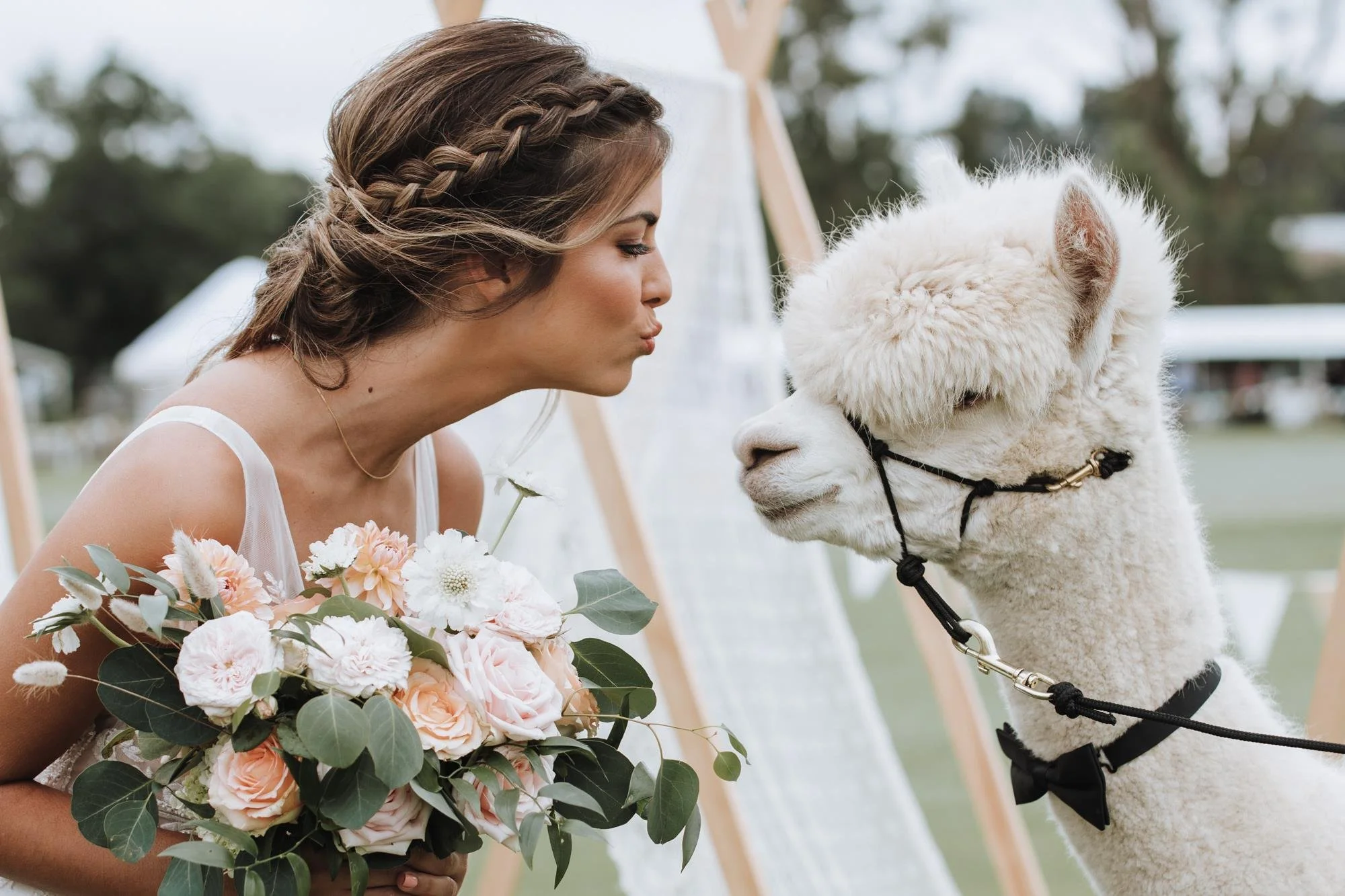 alpaca_kisses (22).jpg