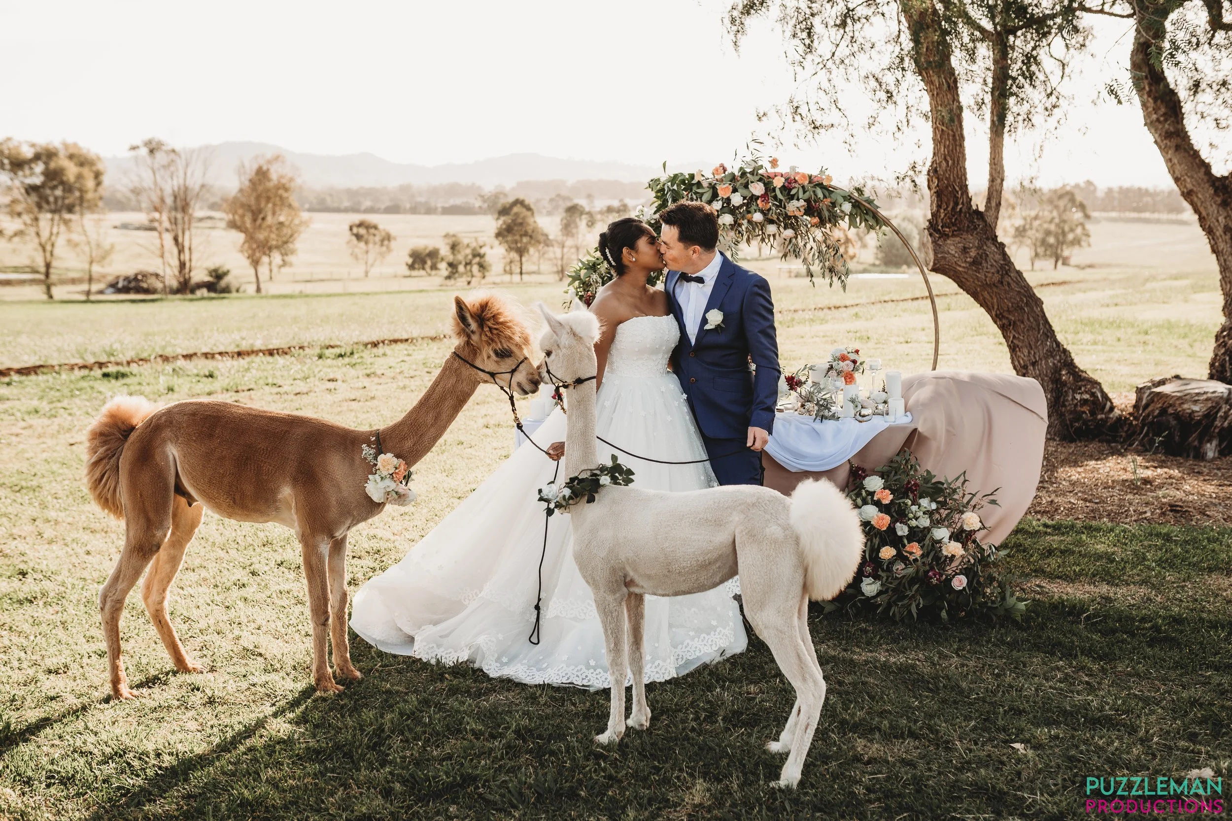 alpaca_kisses (15).jpg