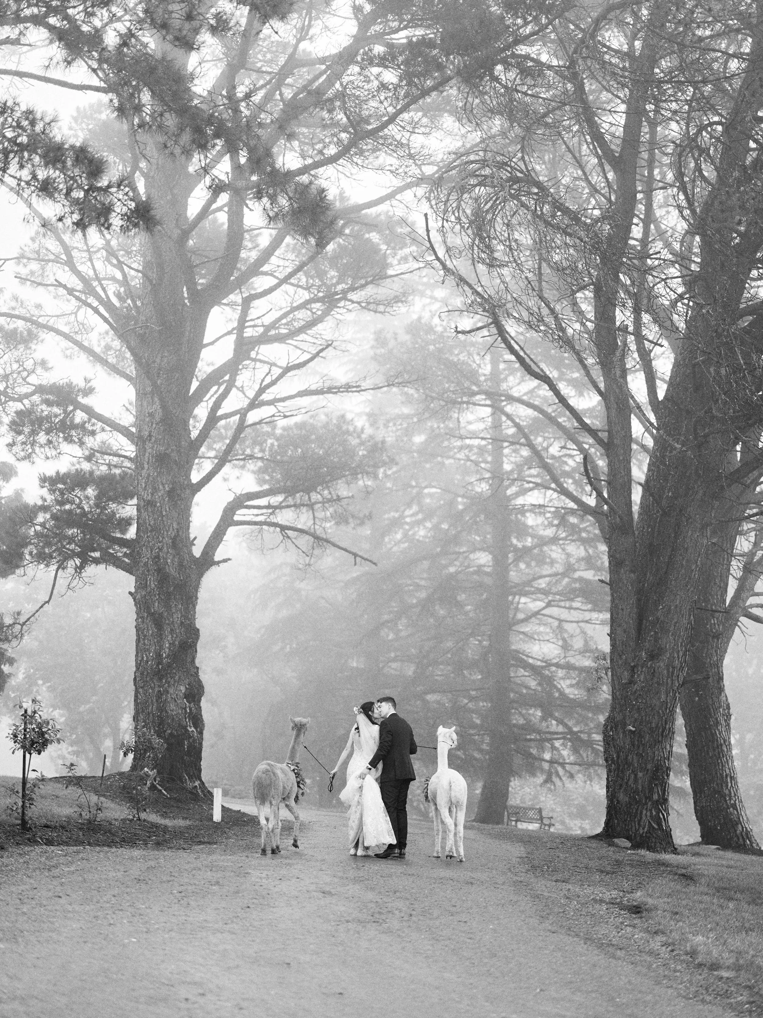 alpaca_kisses (28).jpg