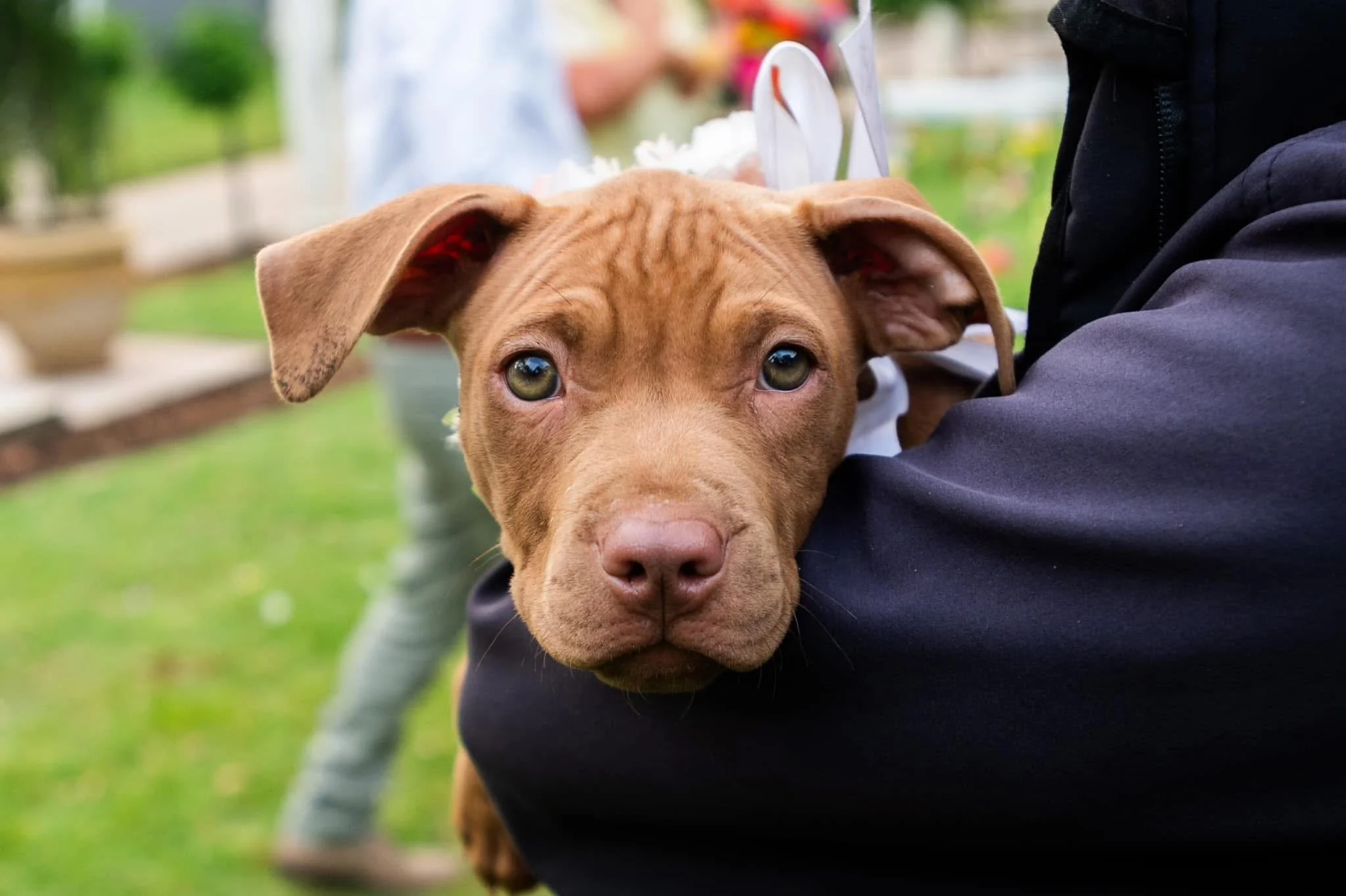 pawzandmeweddings (1).JPG