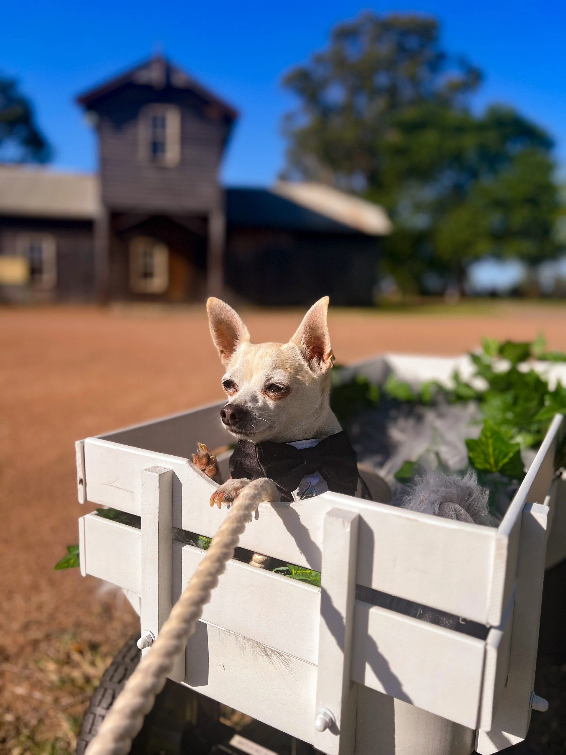 pawzandmeweddings (4).jpg