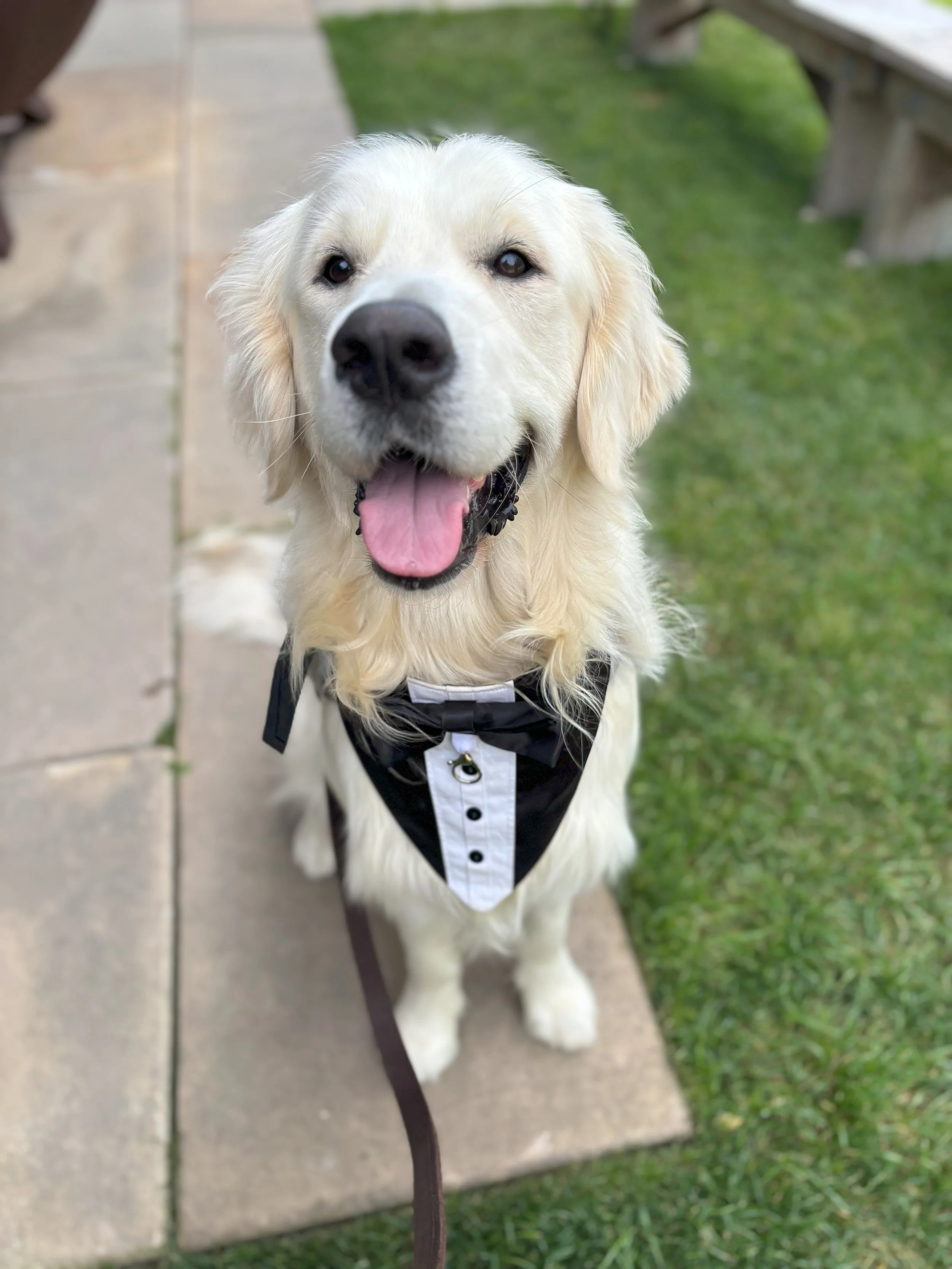 pawzandmeweddings (1).jpg