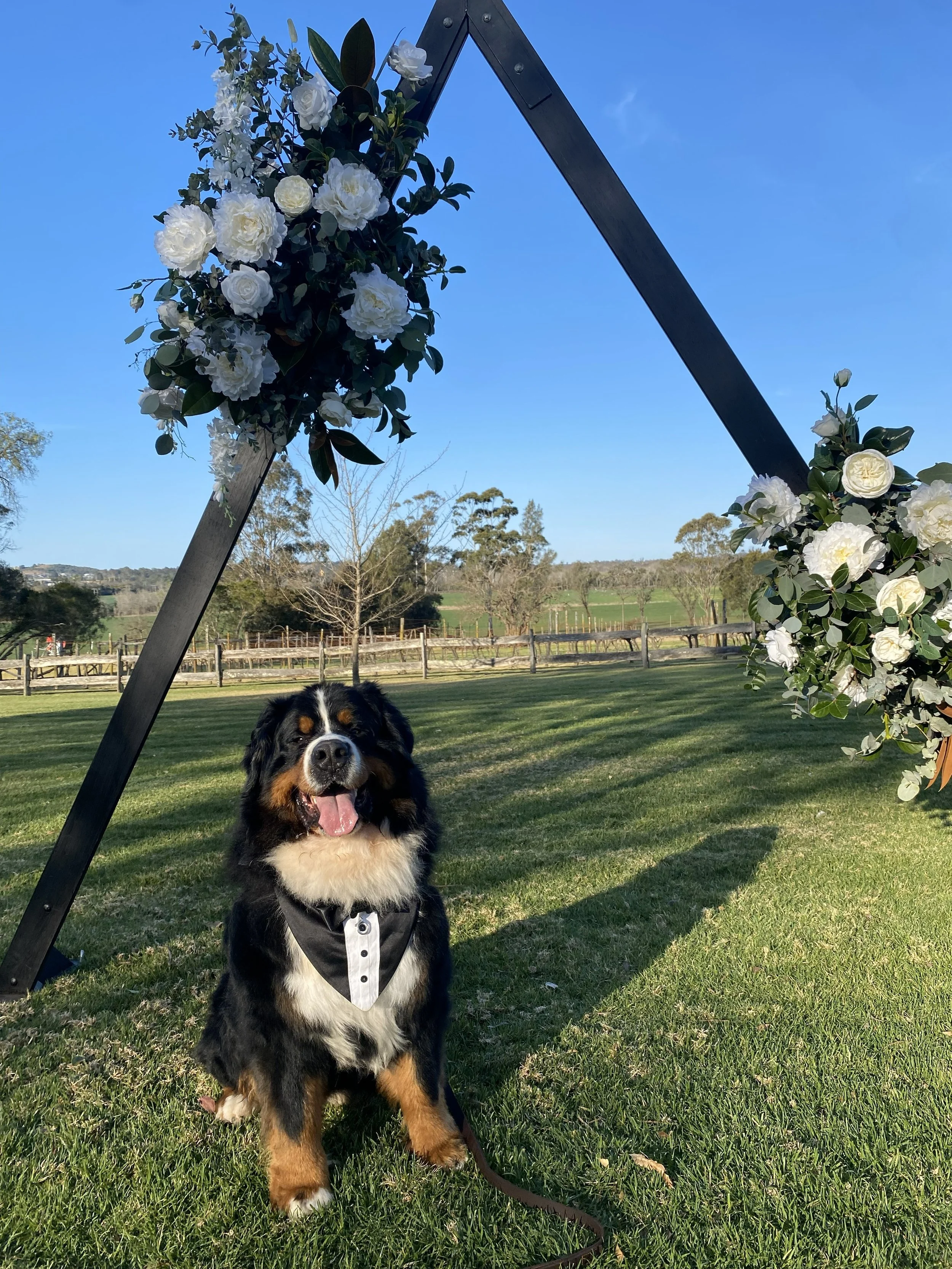 pawzandmeweddings (2).jpg