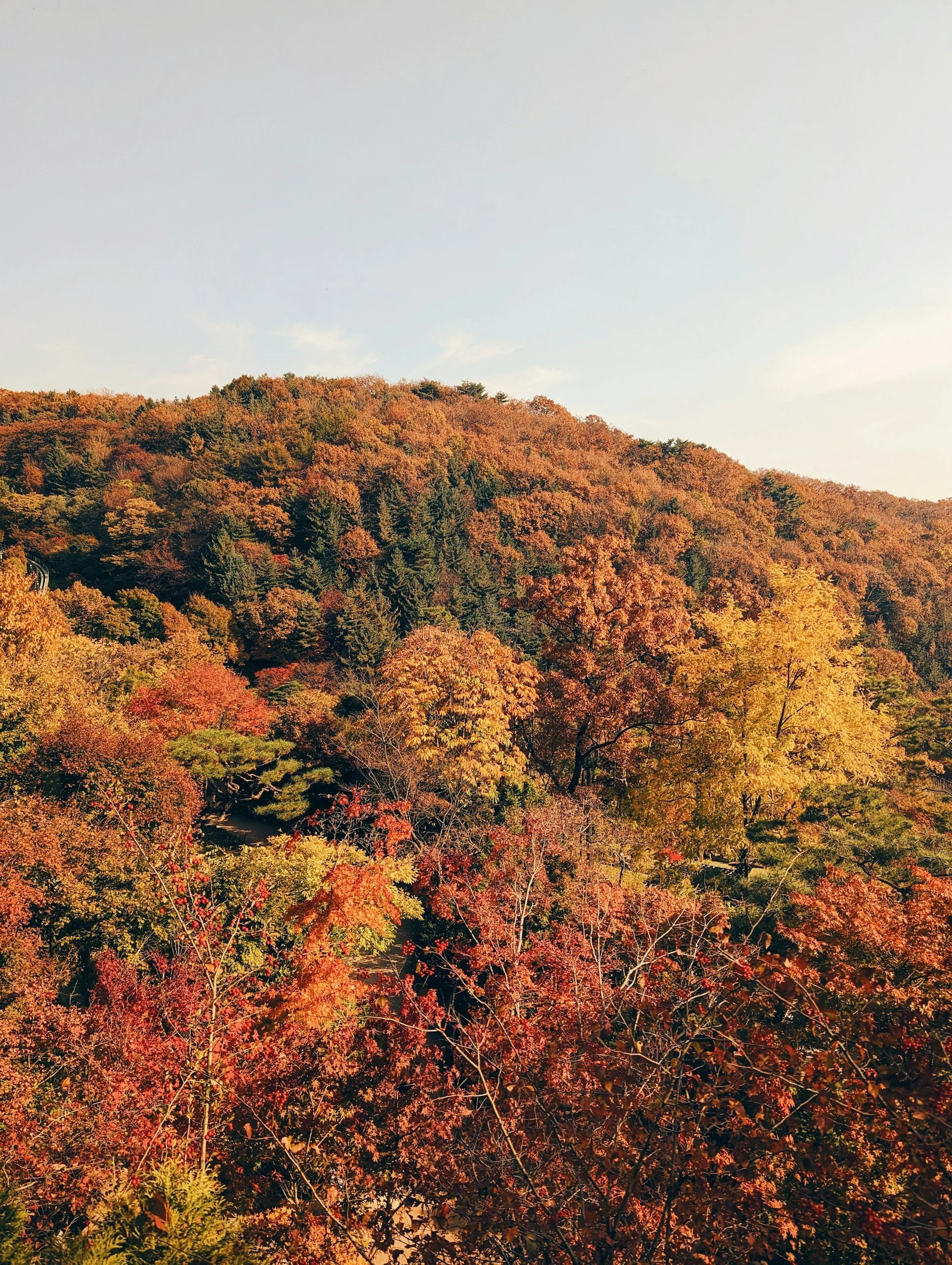Une vue panoramique d'une forêt d'automne avec des arbres aux feuilles rouges, orange et vertes, sous un ciel clair.