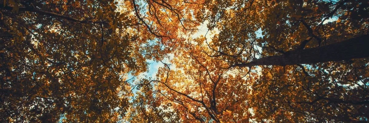 Détox ayurvédique : pourquoi faire un Purva Karma à l’automne ?