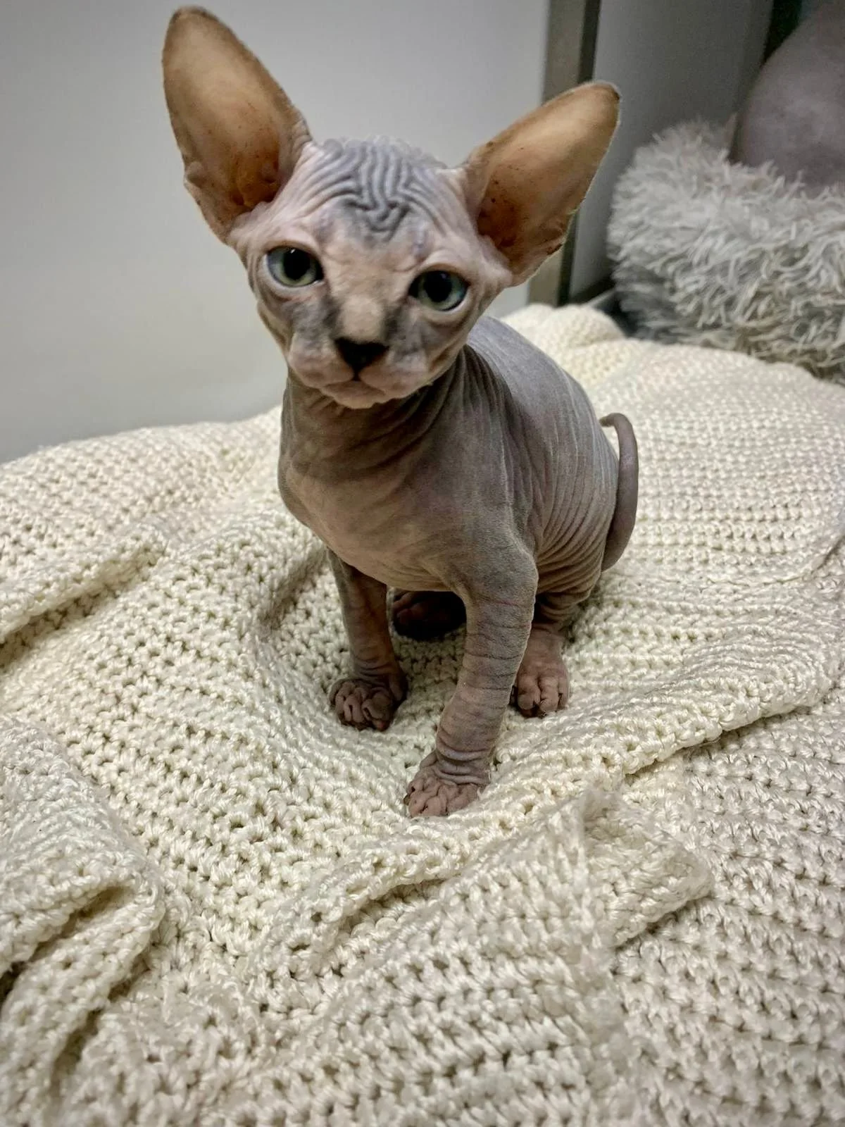 Sphynx cat sitting on a knitted blanket