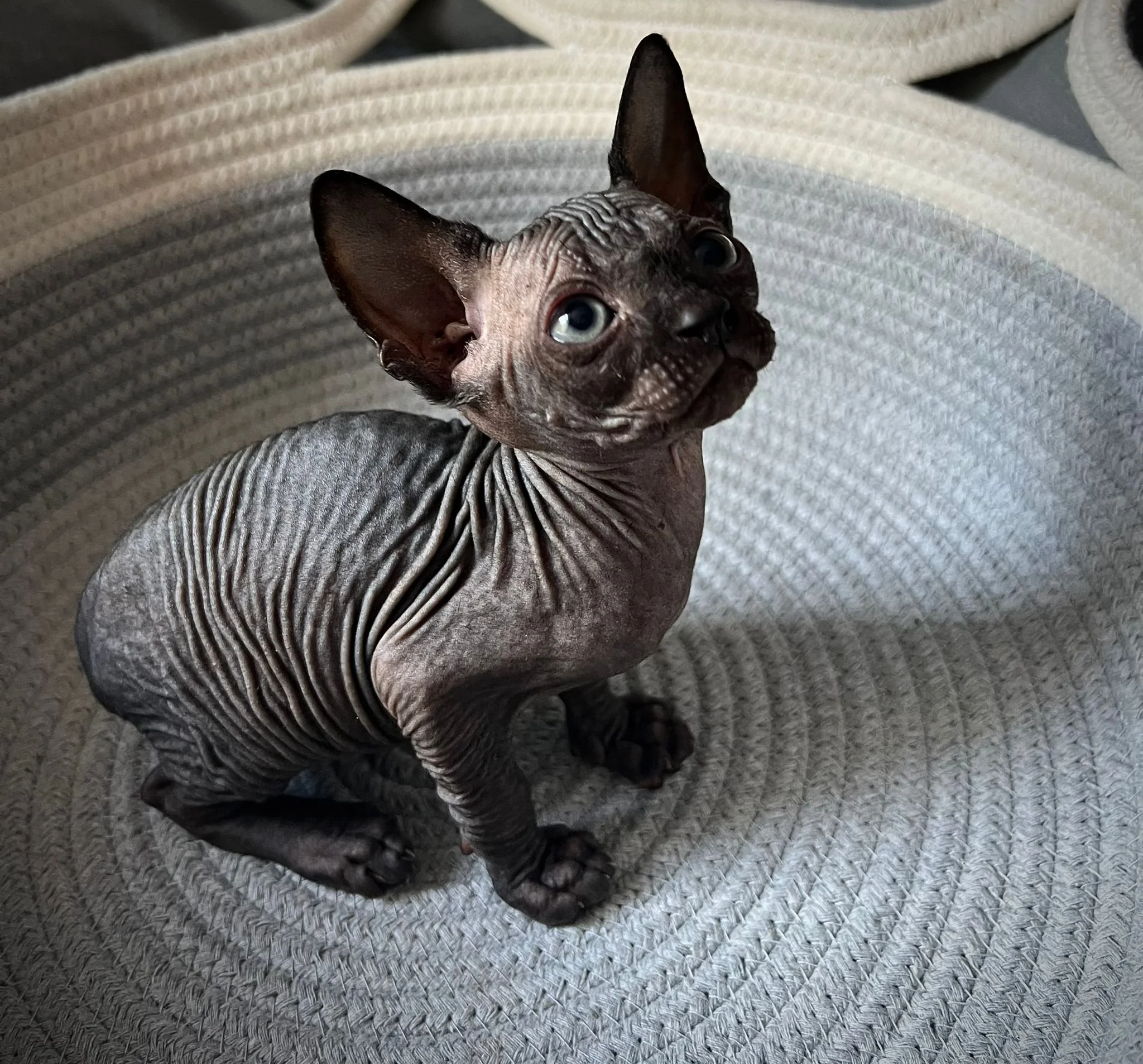 Sphynx kitten sitting on a textured surface looking up