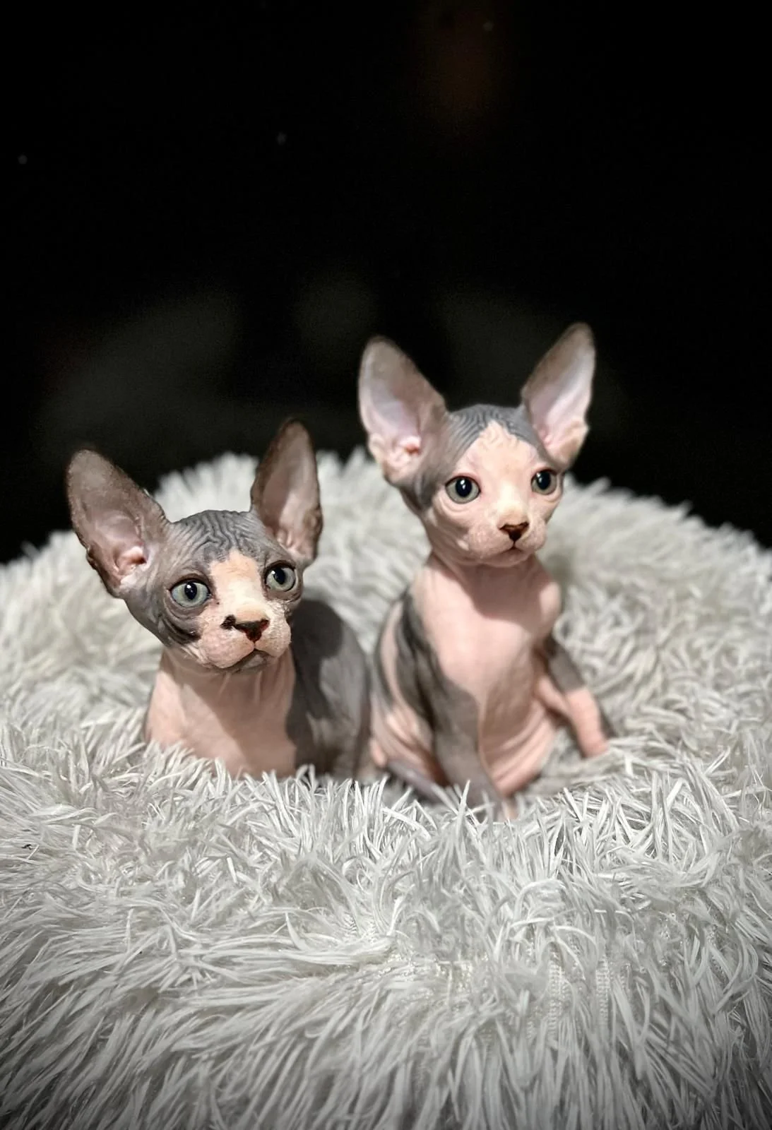 Two Sphynx kittens on a fuzzy blanket