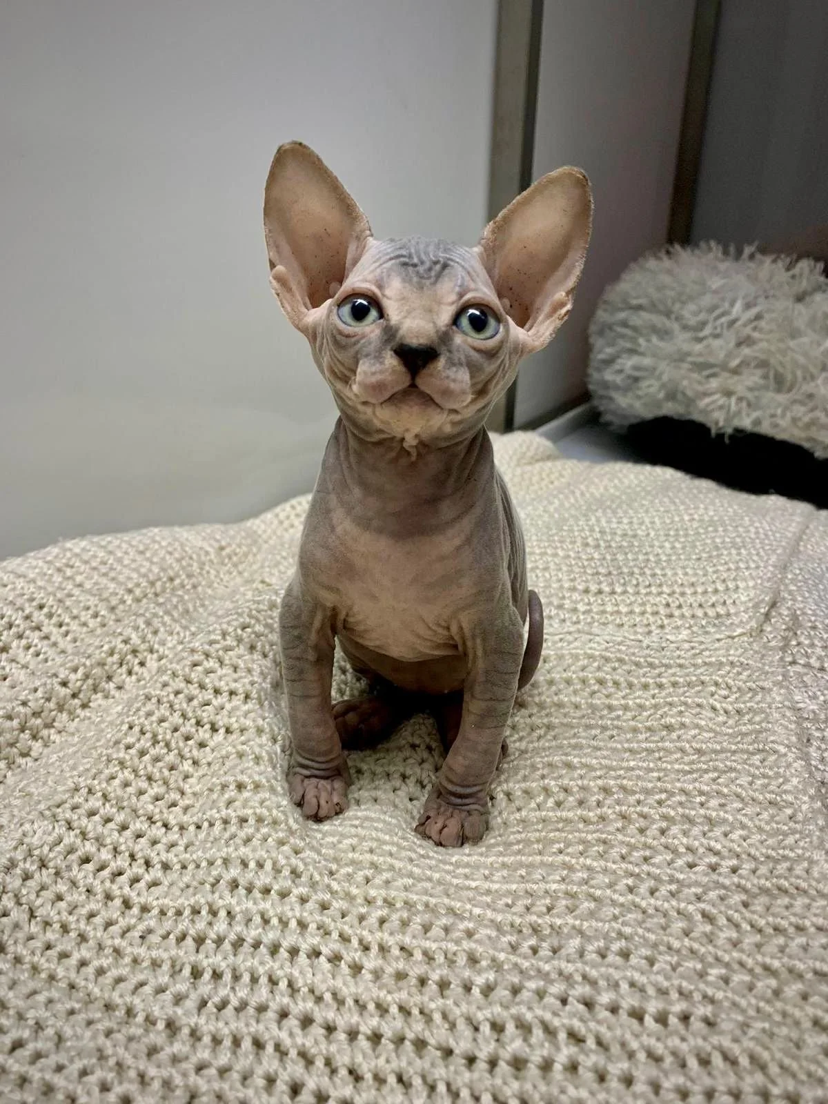 Sphynx kitten sitting on a knitted blanket