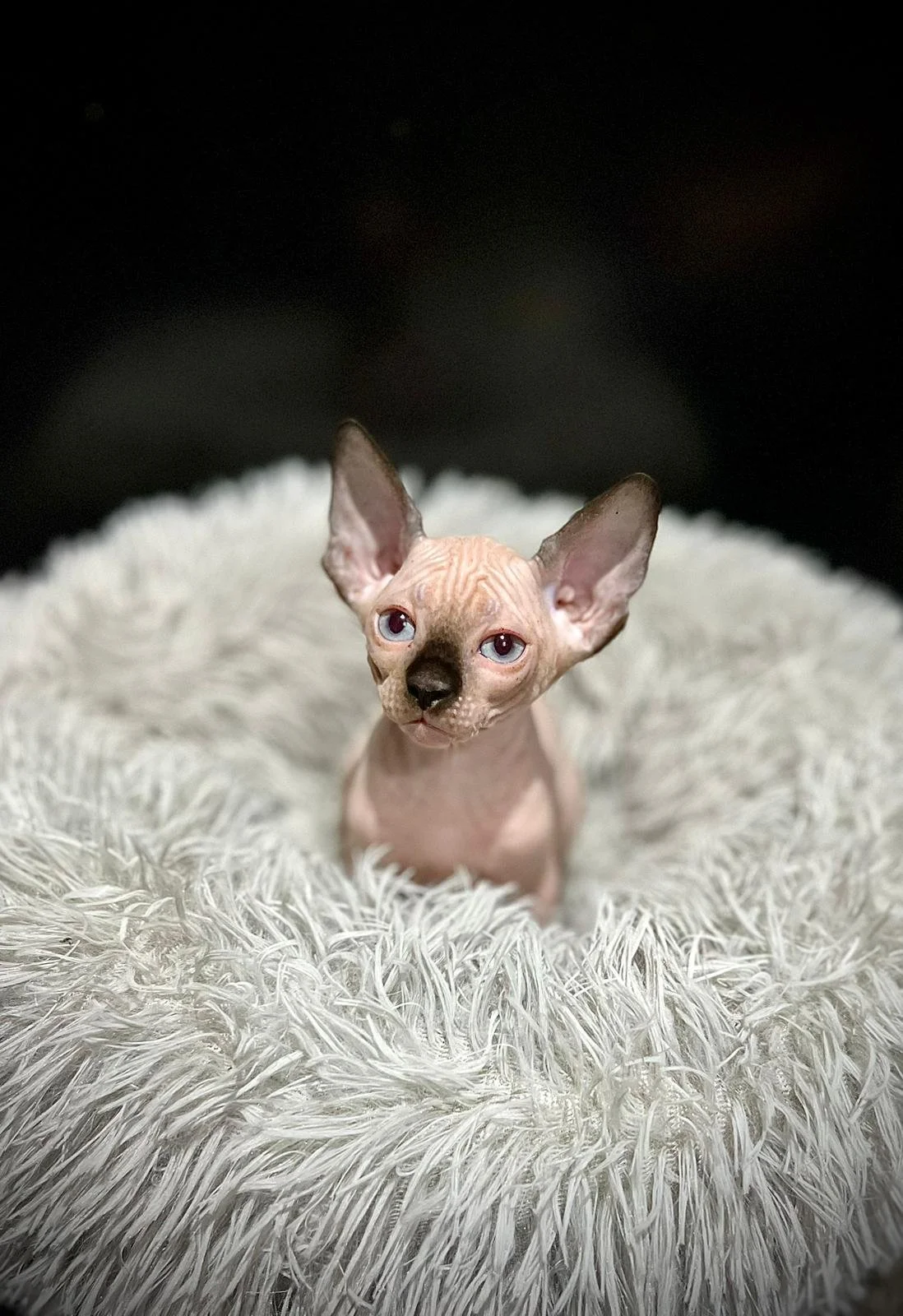 Wrinkly hairless cat in fluffy bed