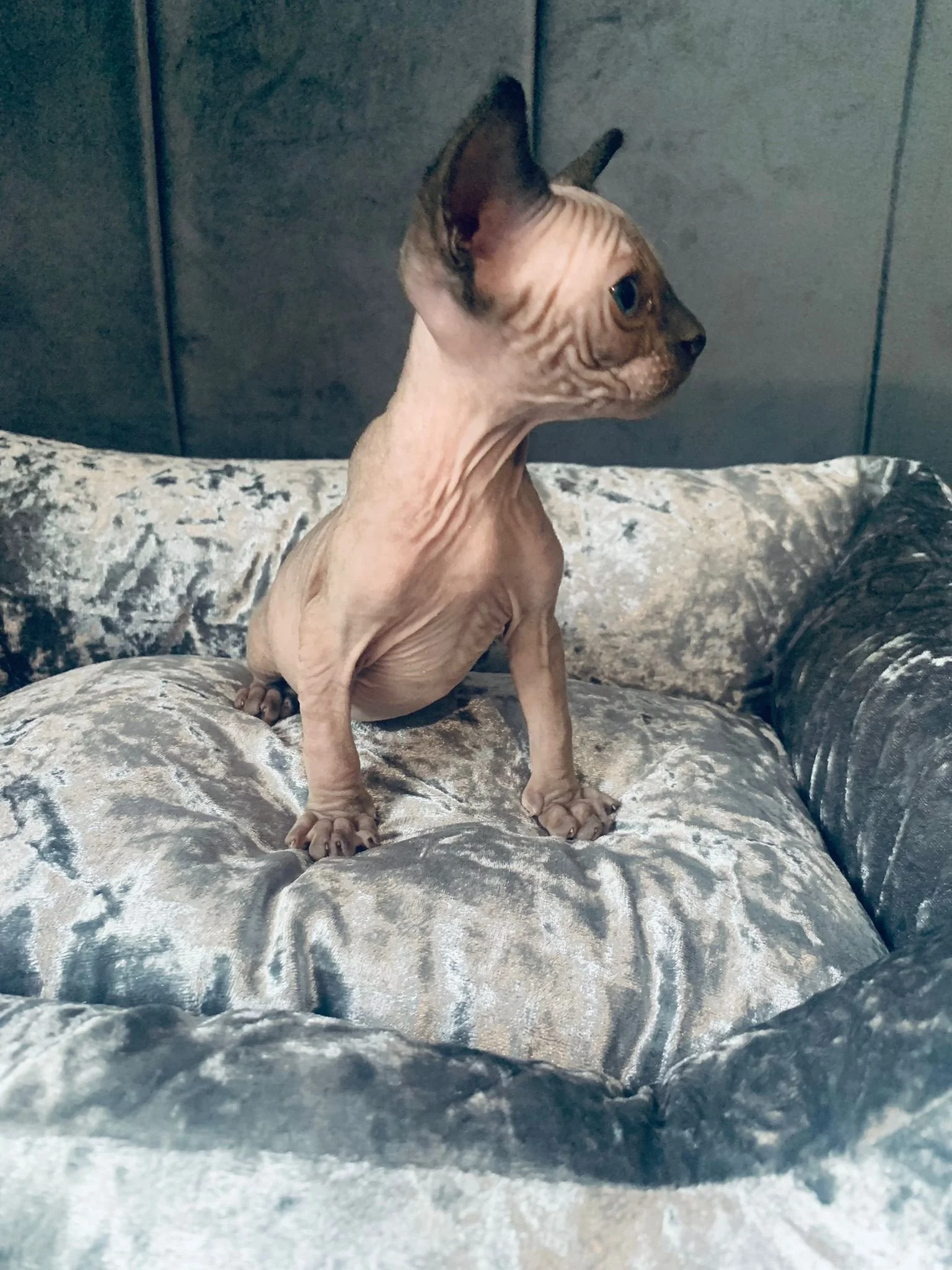 Sphynx kitten sitting on a silver plush cushion
