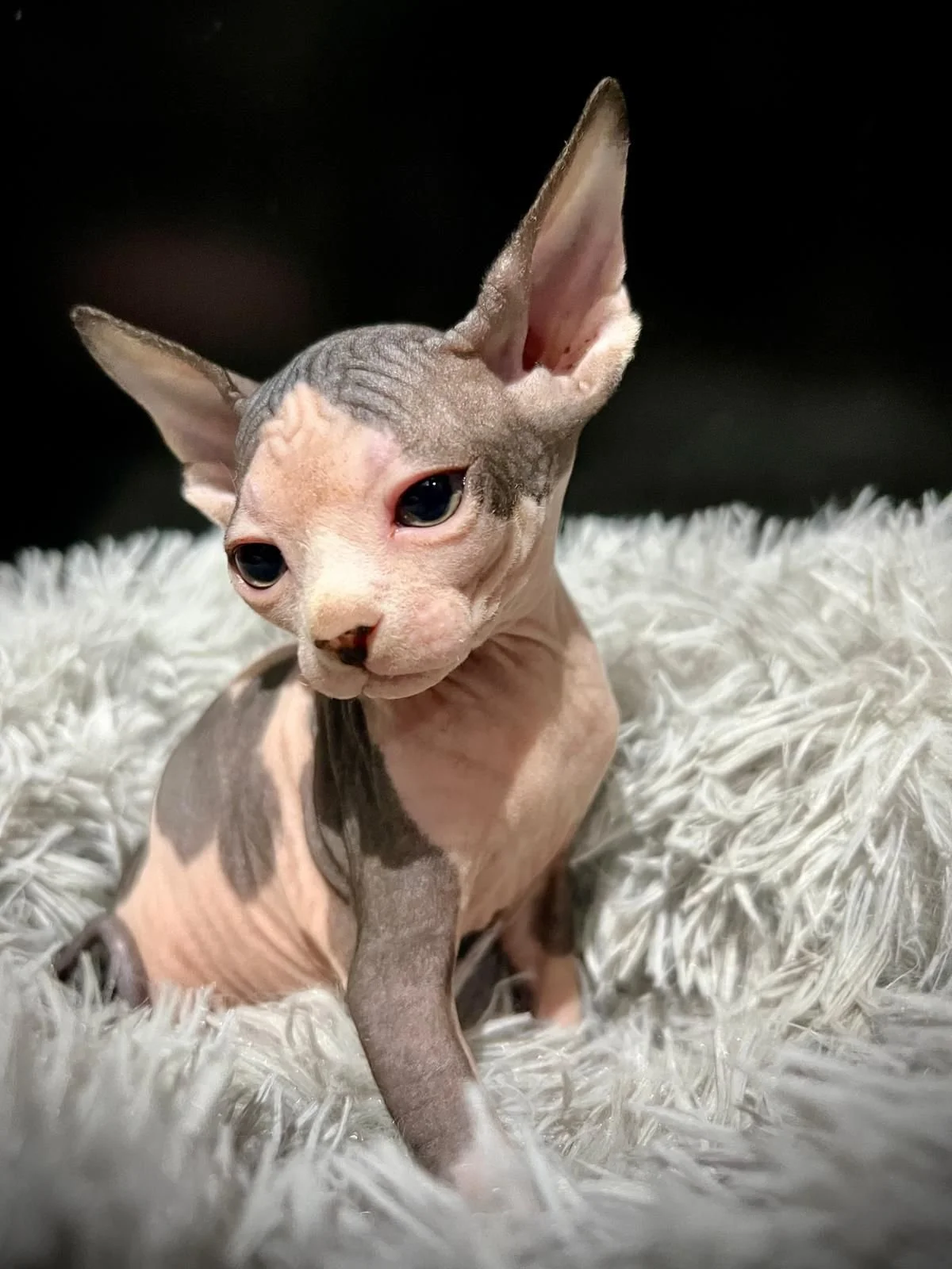 Sphynx kitten sitting on a fluffy blanket