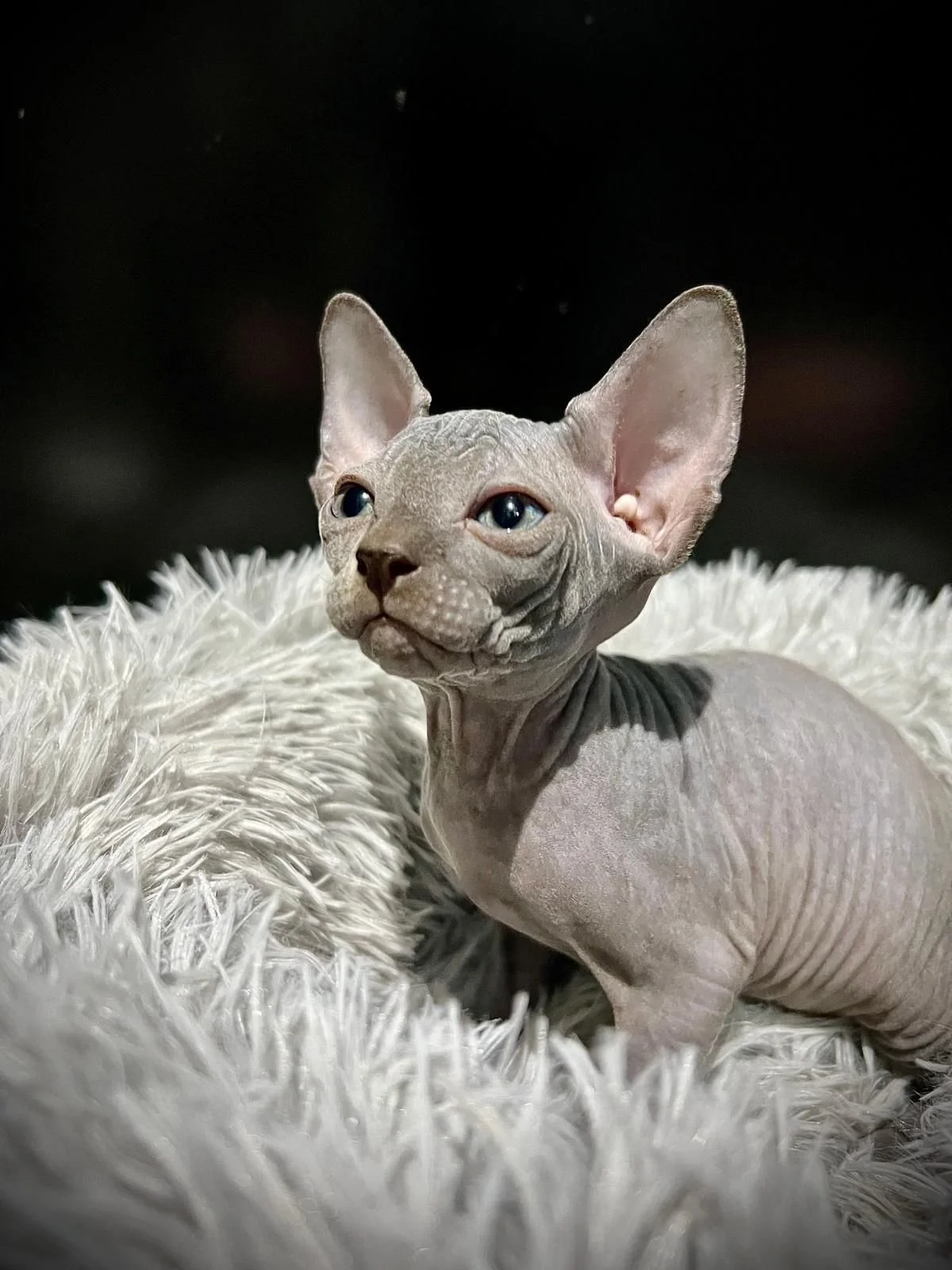 Sphynx cat sitting on a fluffy white blanket