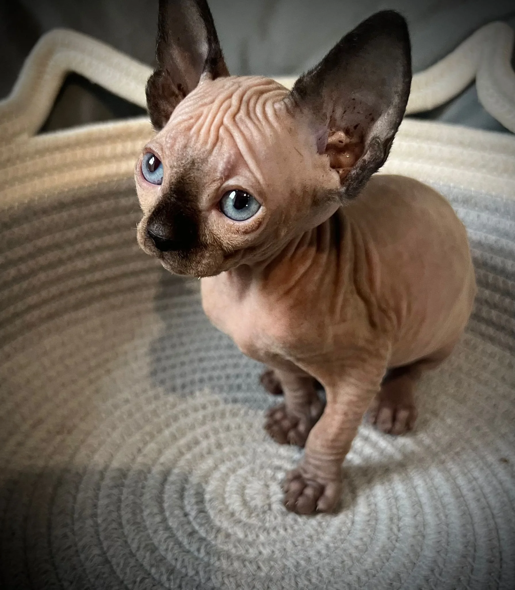 Sphynx kitten sitting in a textured basket