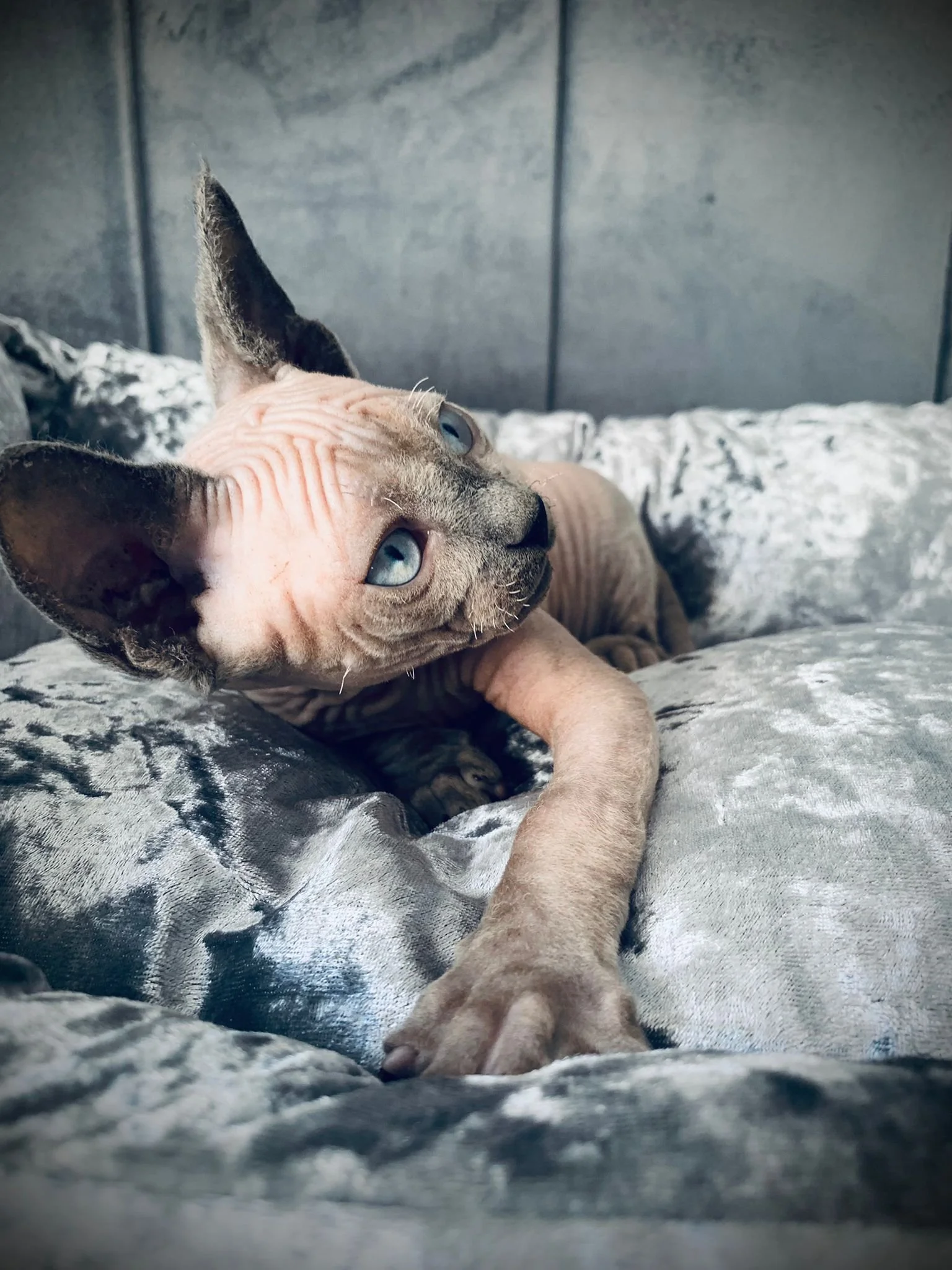 Sphynx cat with blue eyes lying on a gray velvet pillow.