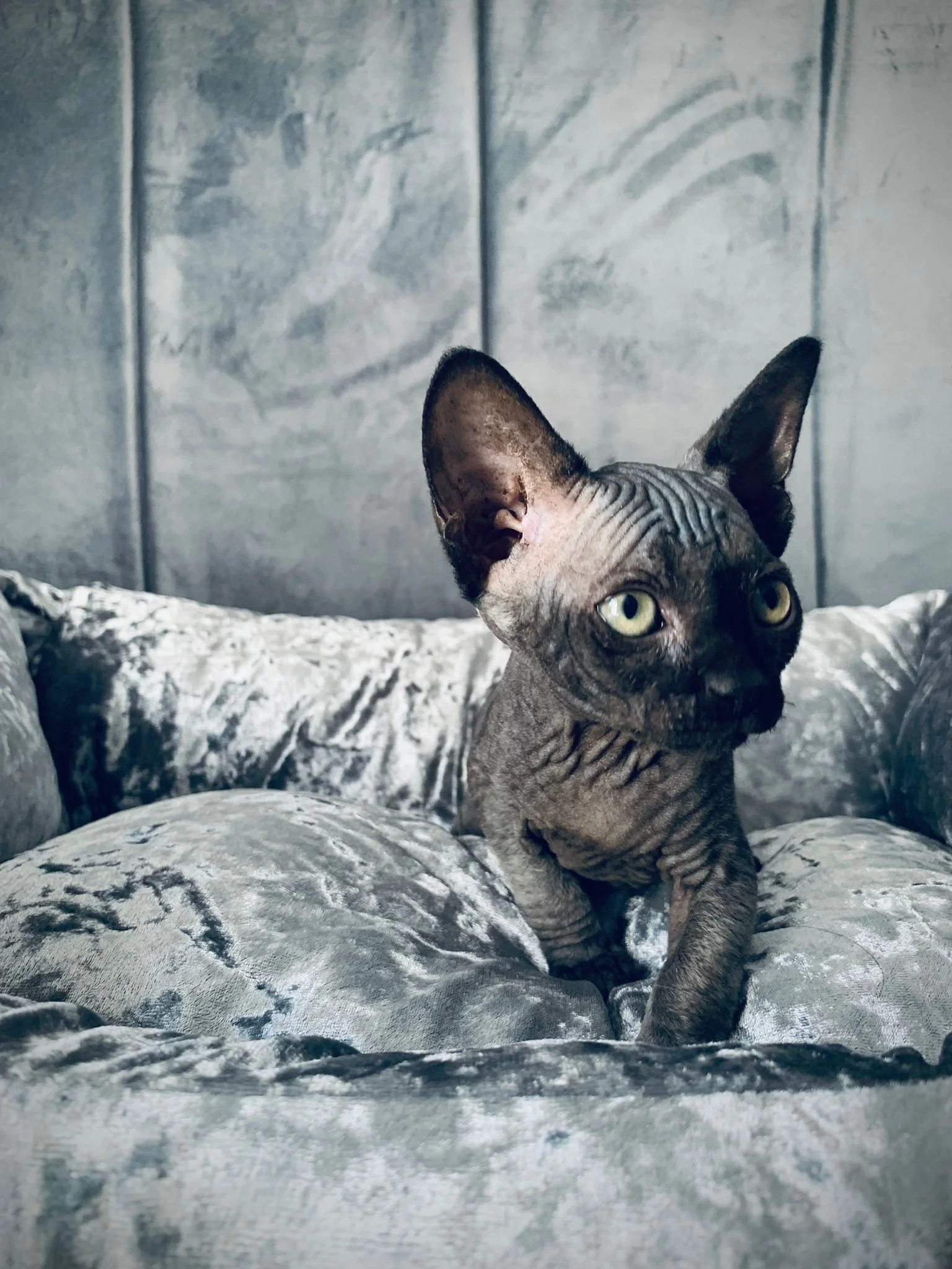 Sphynx cat sitting on a gray velvet cushion