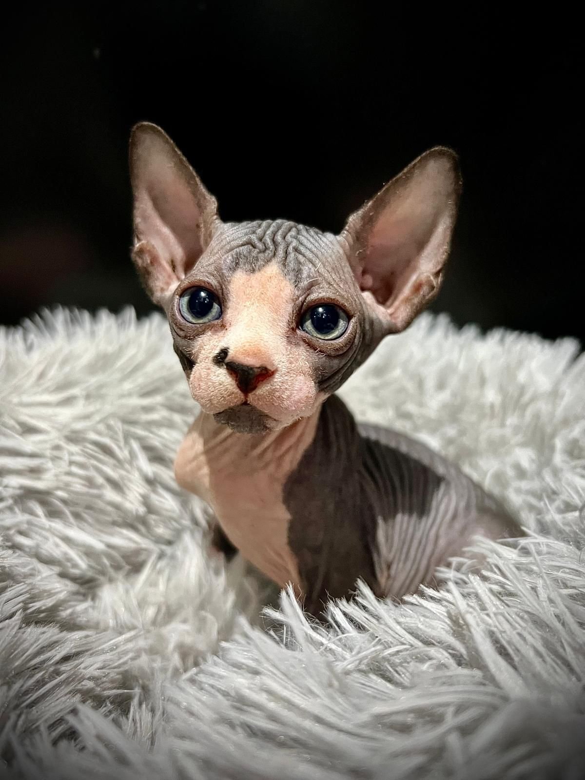 Sphynx kitten sitting on fluffy surface.