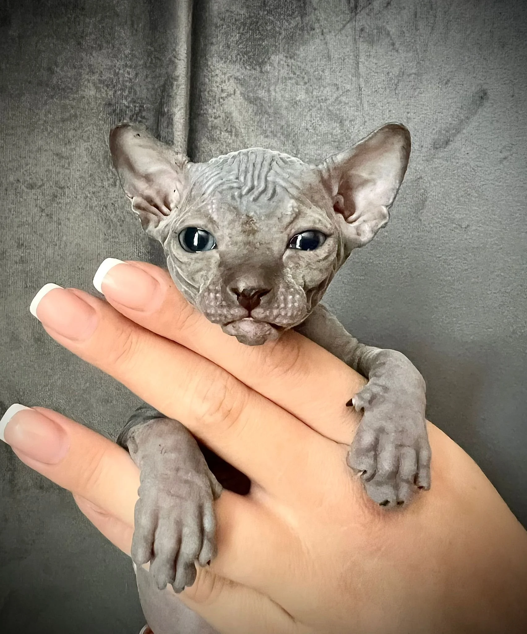 Sphynx kitten held by a hand with painted nails, against a gray background.