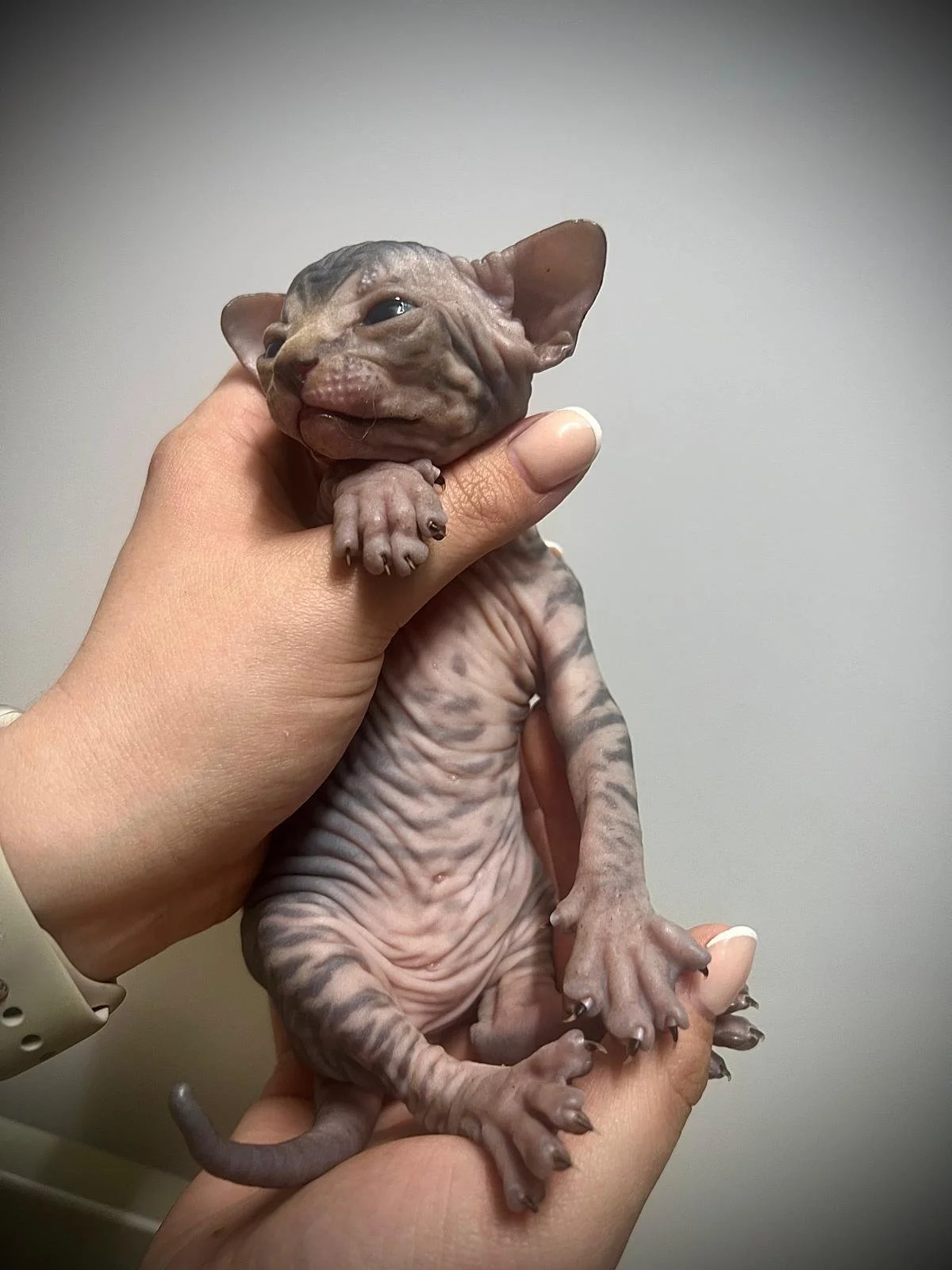 Person holding a hairless Sphynx kitten with wrinkled skin, light background.