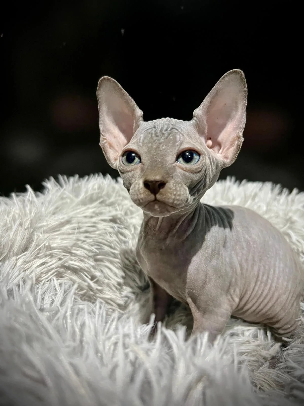 Sphynx cat with wrinkled skin and blue eyes sitting on a fluffy white blanket.