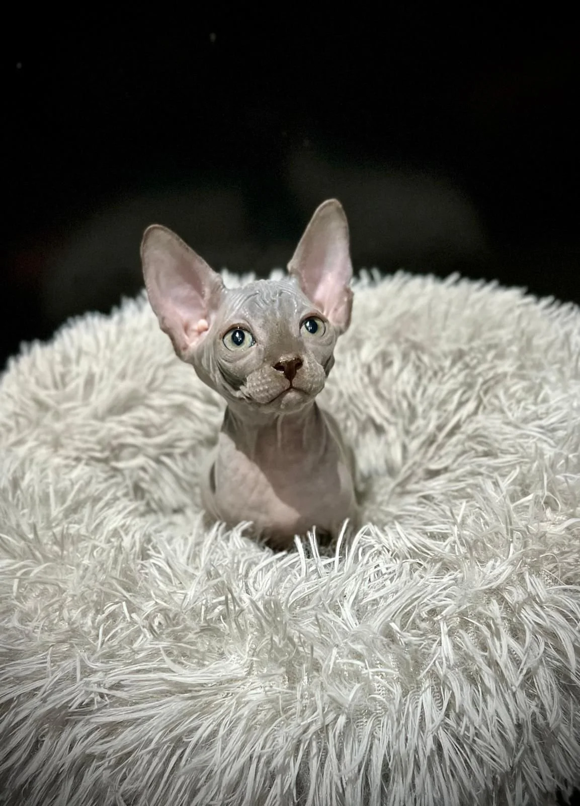 Sphynx cat sitting on a fluffy cushion.
