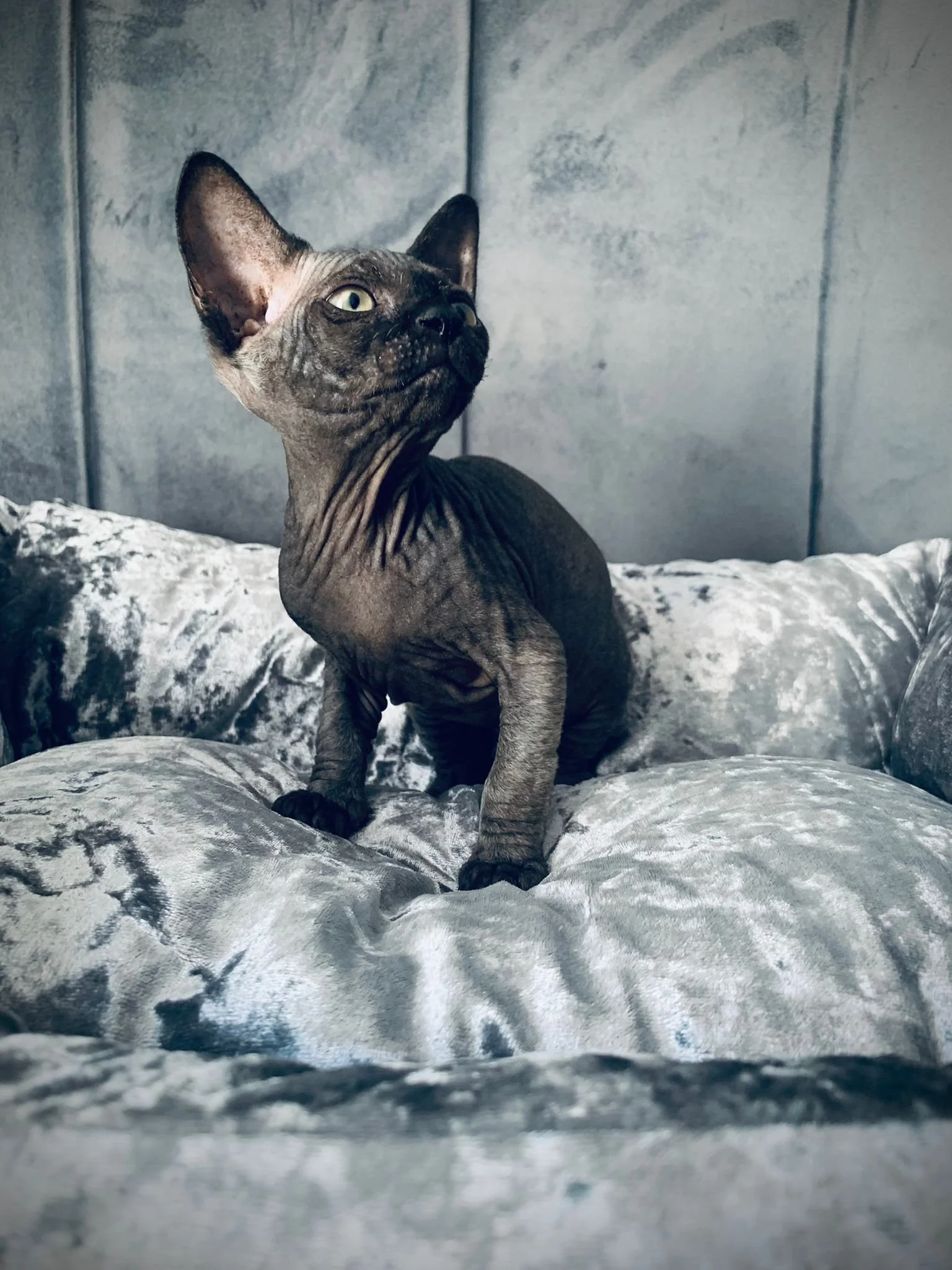 Sphynx cat sitting on a silver velvet cushion with a textured grey background.