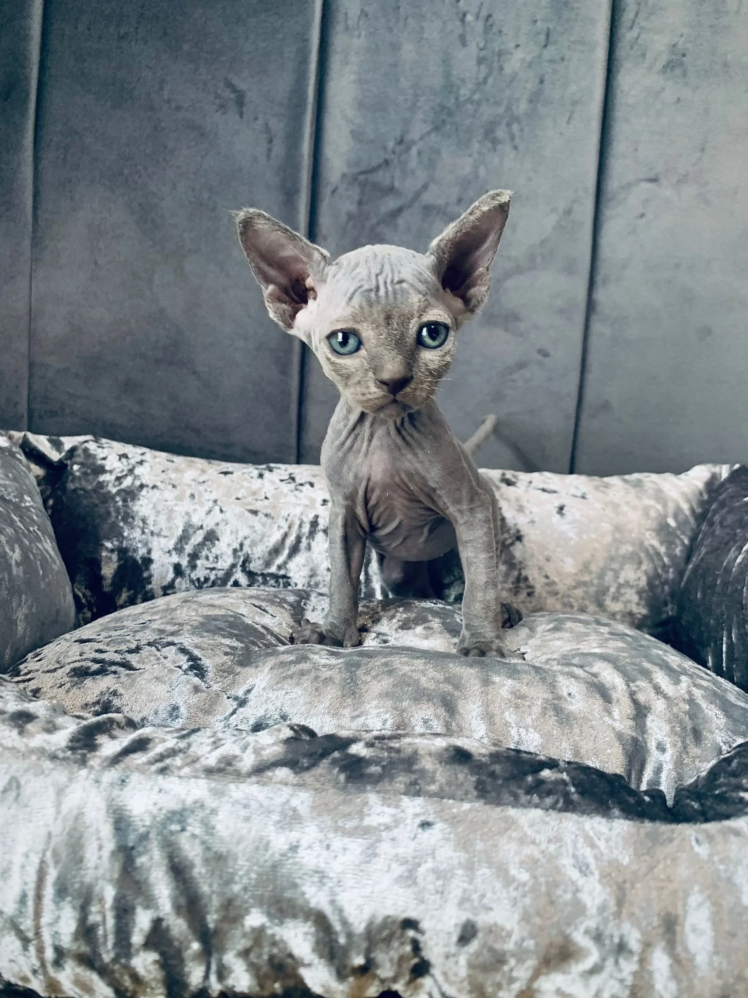 Sphynx kitten on silver velvet cushion