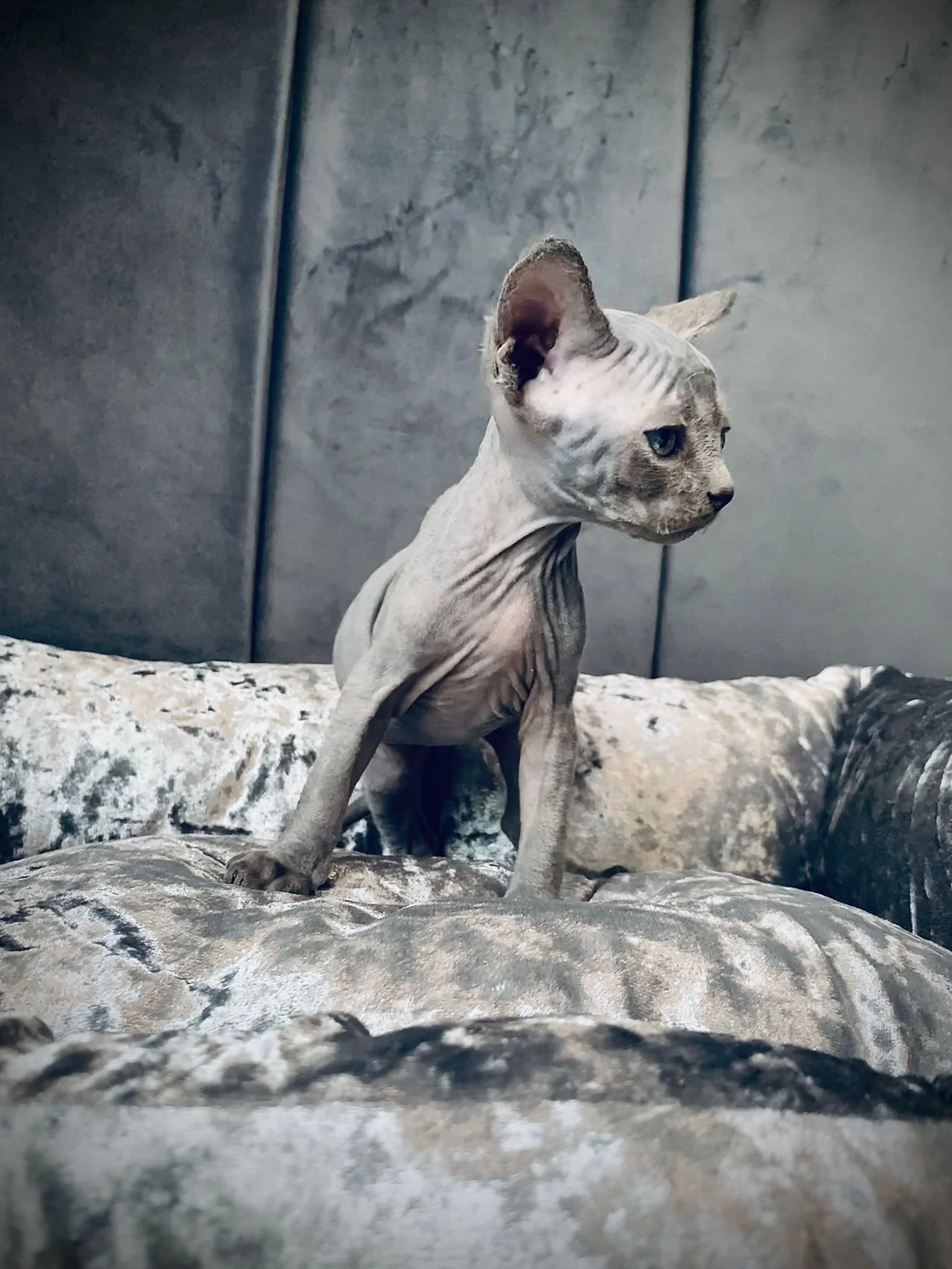 Sphynx cat standing on plush fabric surface.