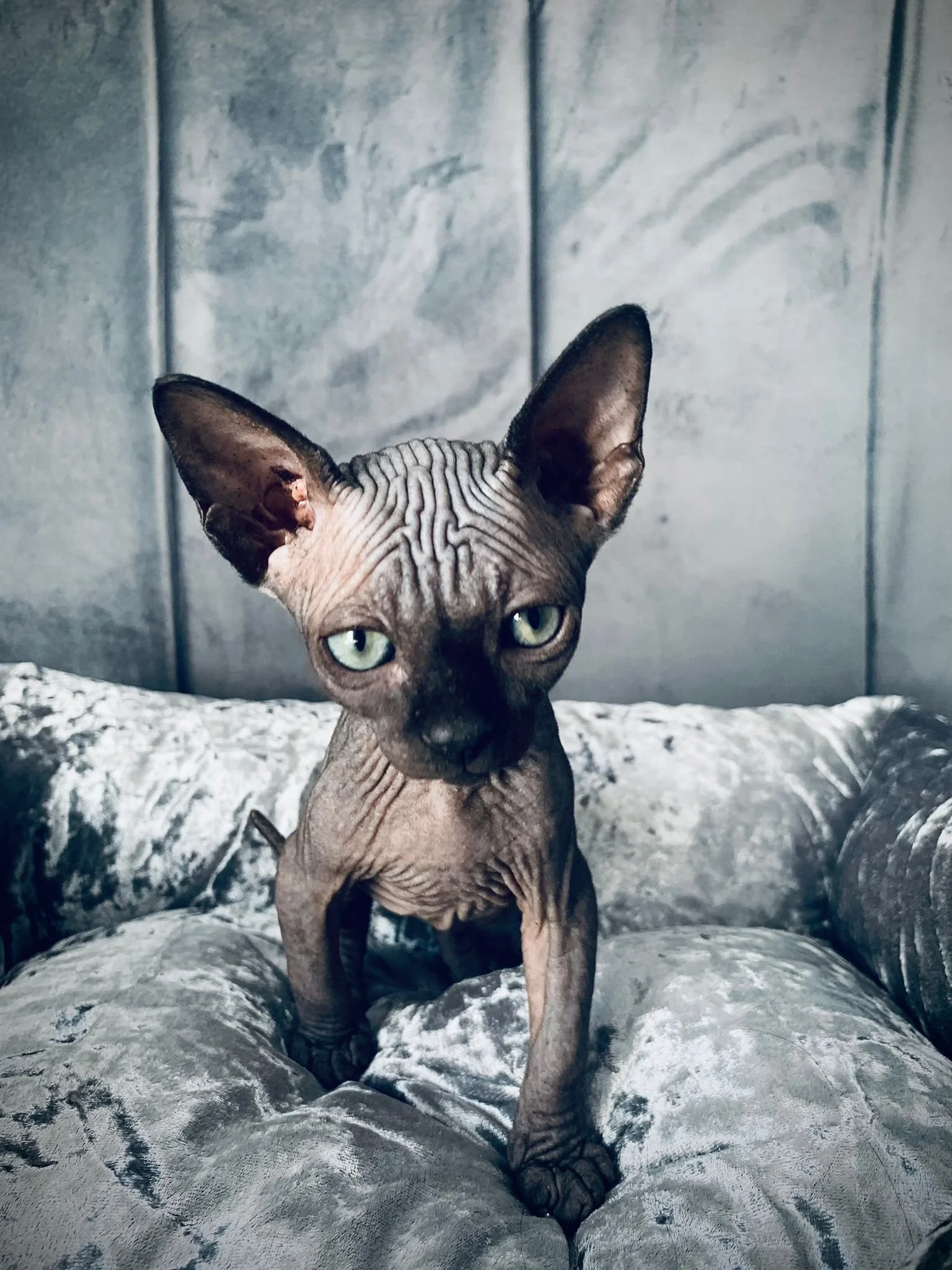 Sphynx cat on a velvety cushion