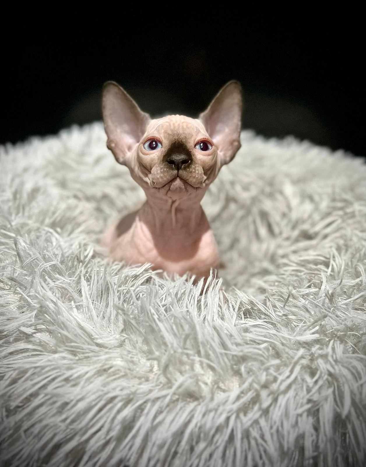 Sphynx cat sitting on a fluffy white blanket