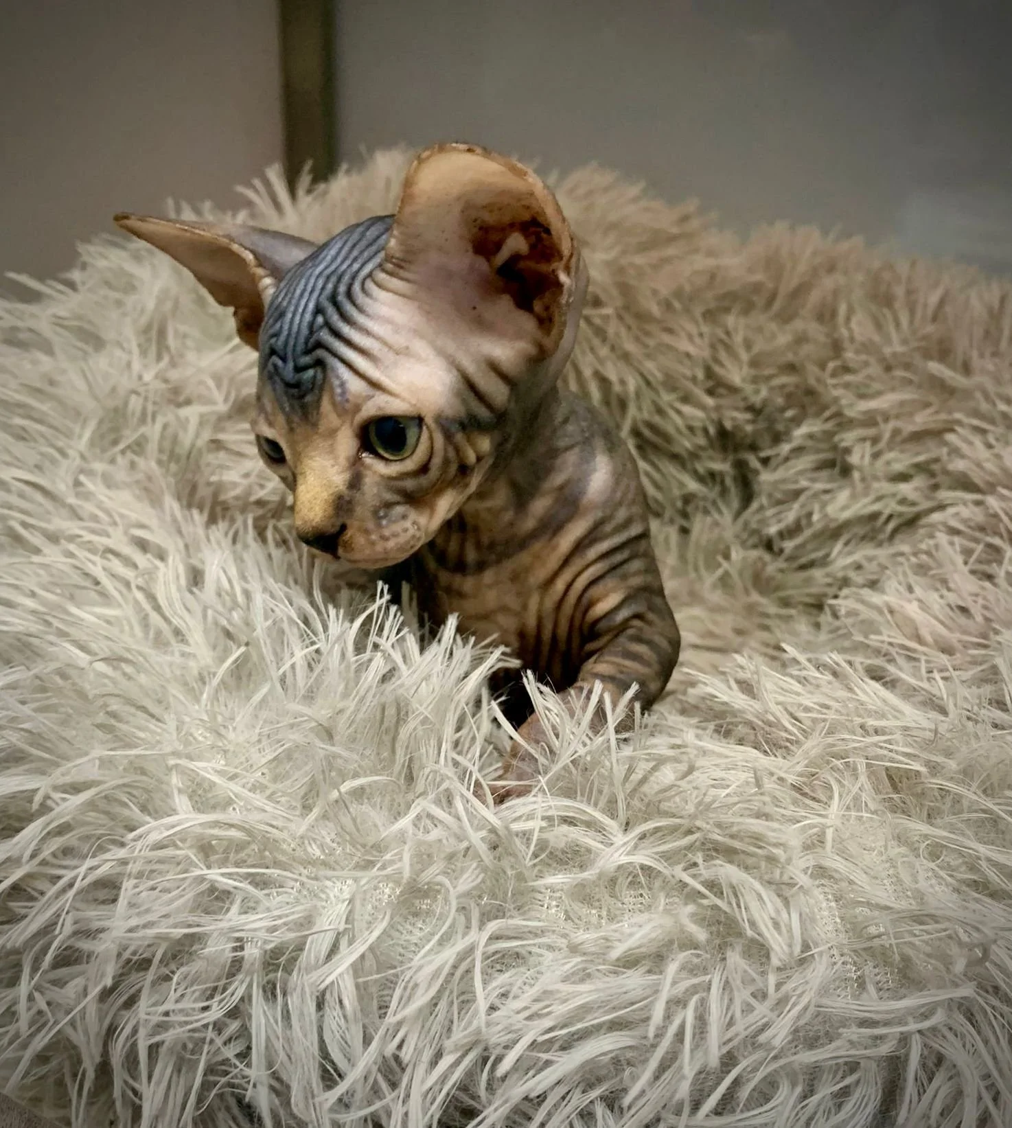 Close-up of a hairless Sphynx cat resting in a fluffy, light-colored bed.