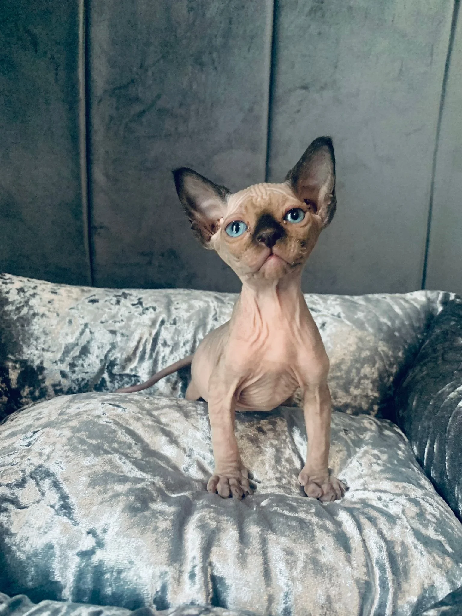 Sphynx kitten sitting on a silver pillow