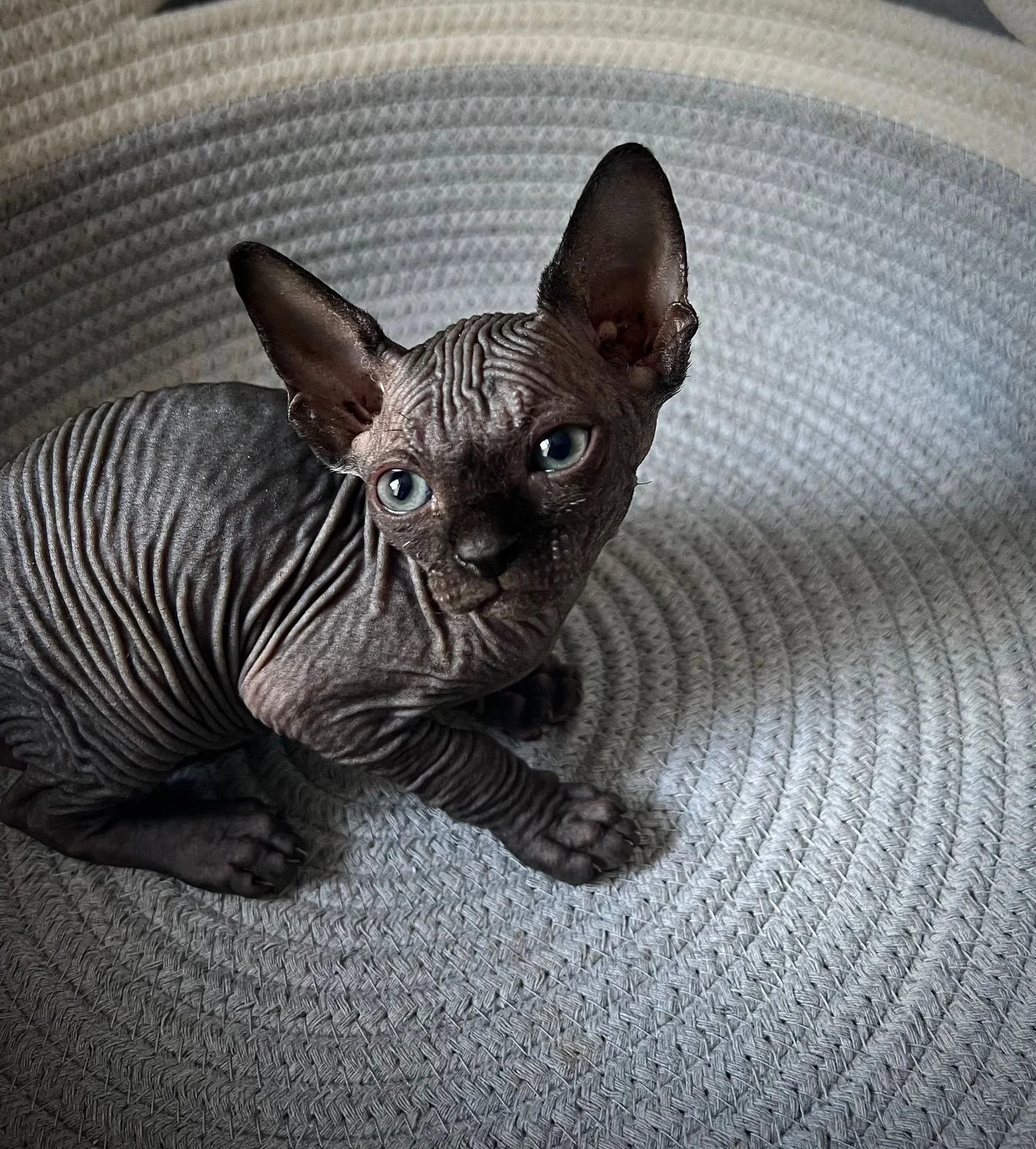 Sphynx kitten sitting on braided rug