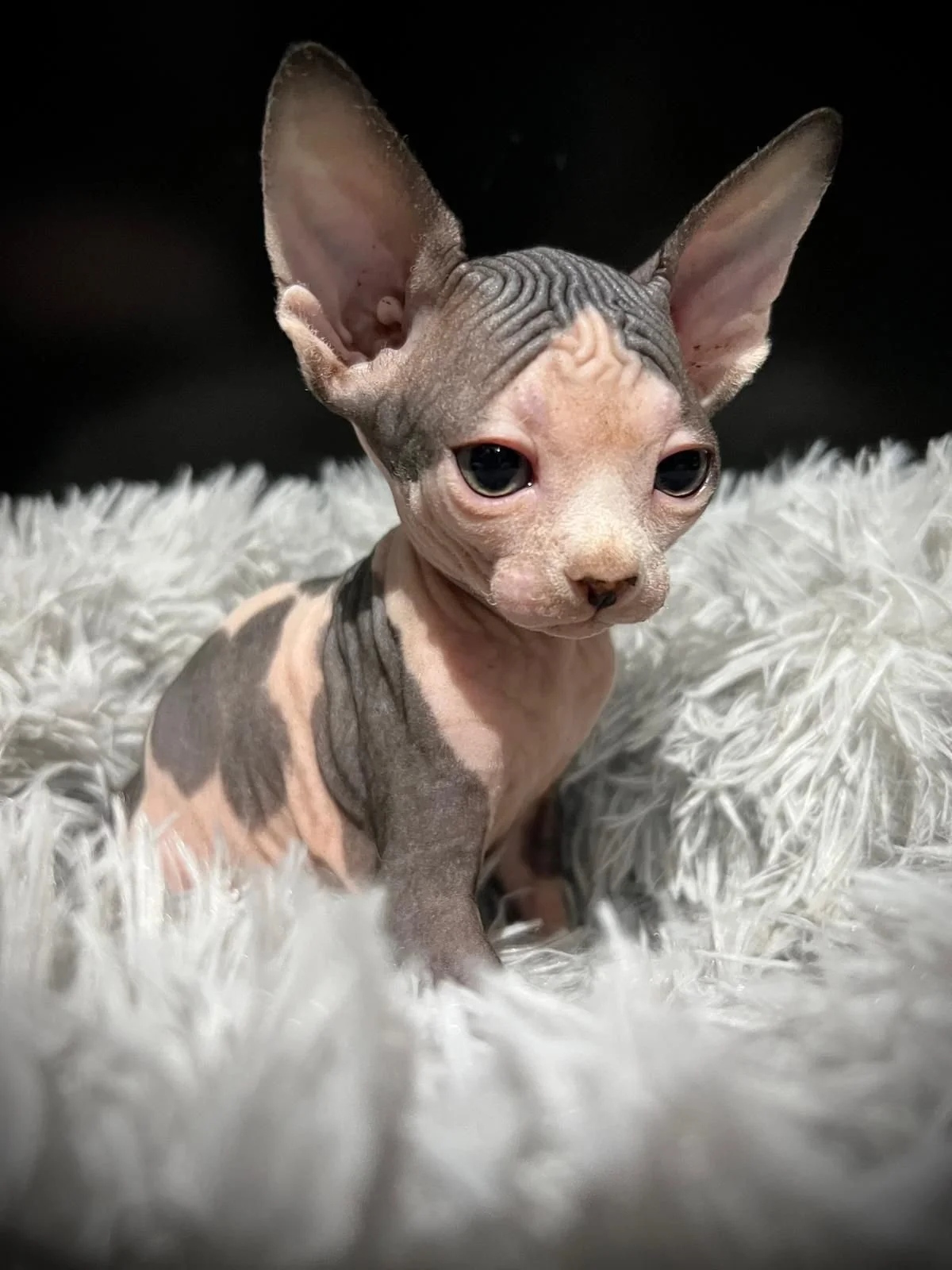 Sphynx kitten sitting on a fluffy blanket