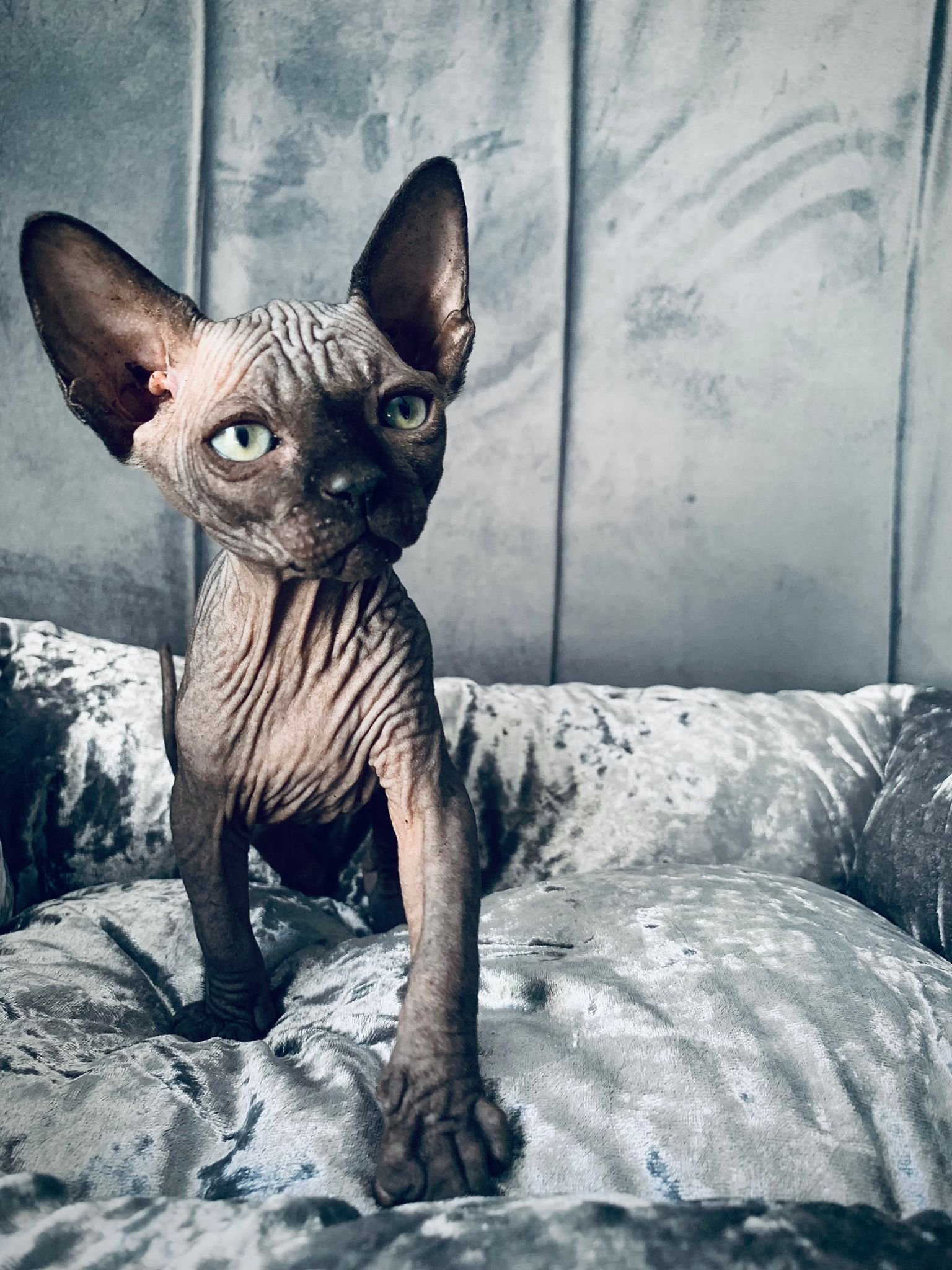 Sphynx cat on plush cushion