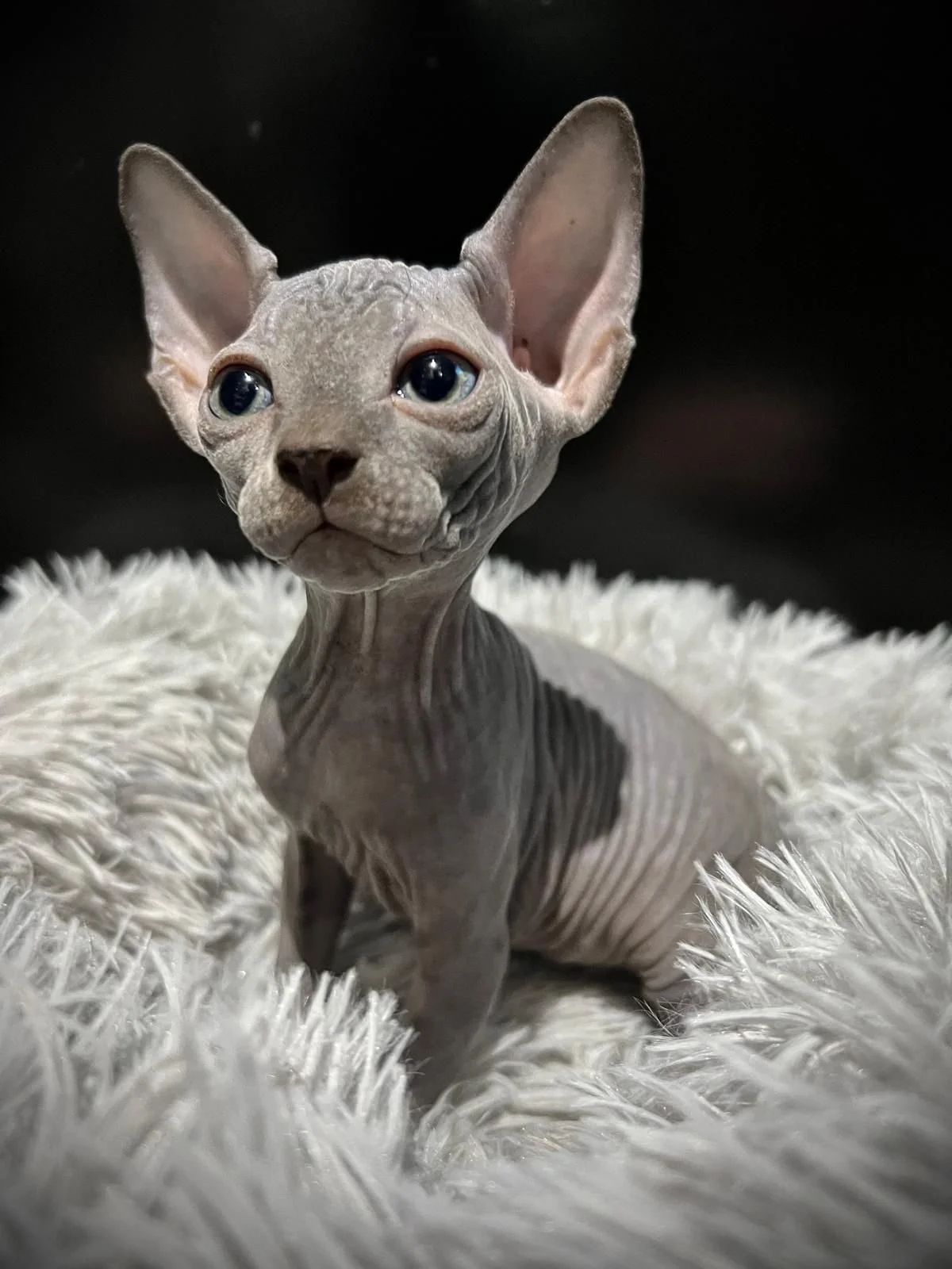 Sphynx kitten sitting on a fluffy blanket, looking upwards, with large ears and hairless skin.