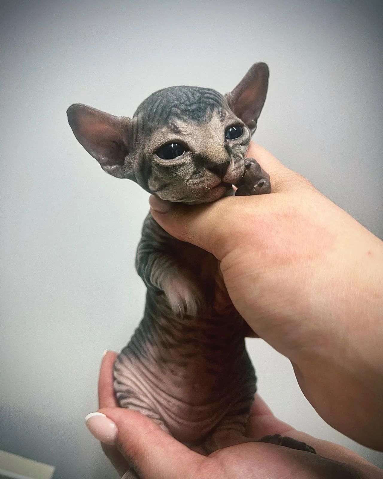 Person holding a hairless Sphynx kitten with large ears.