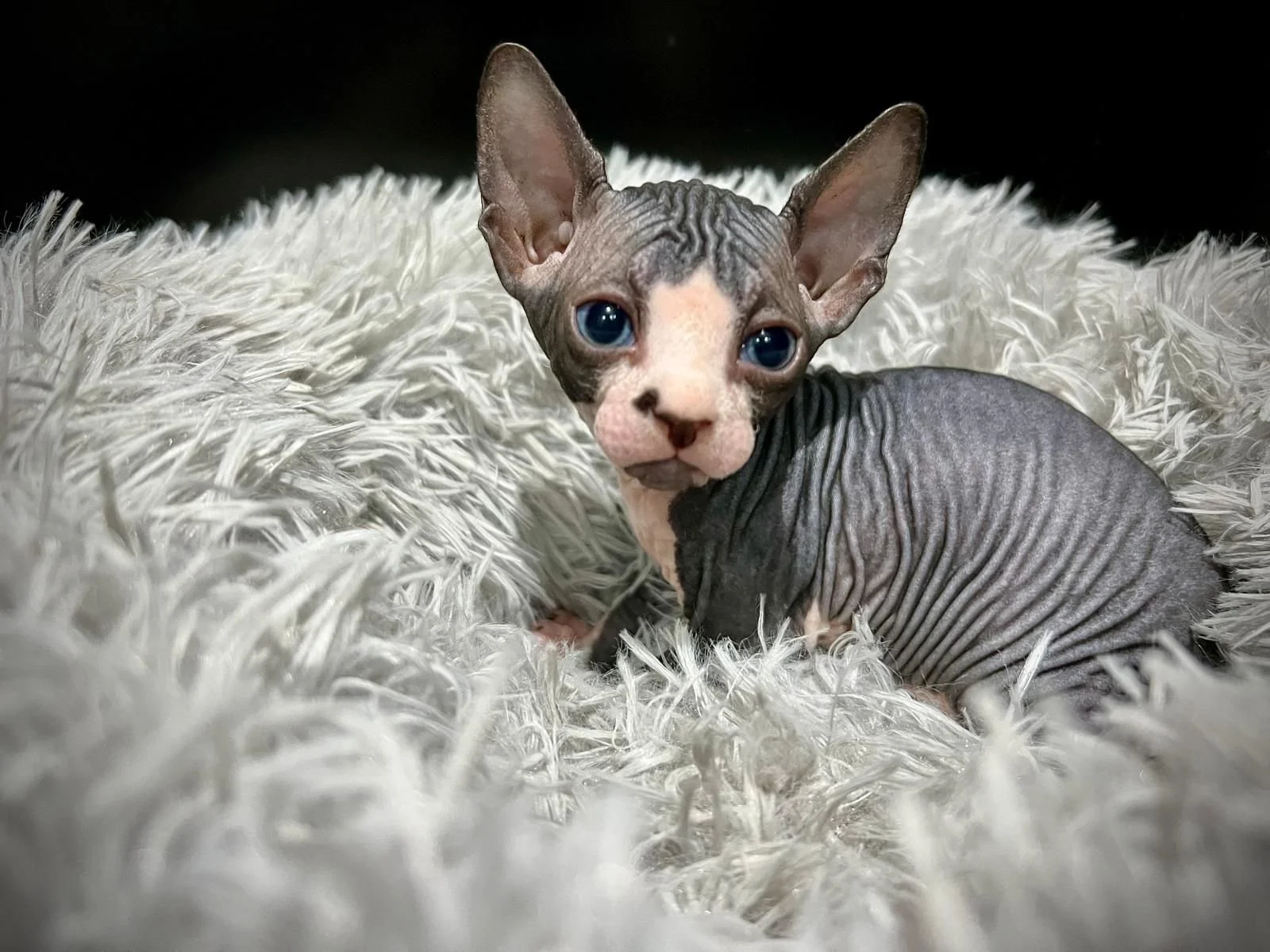 Sphynx kitten on a soft, fluffy blanket