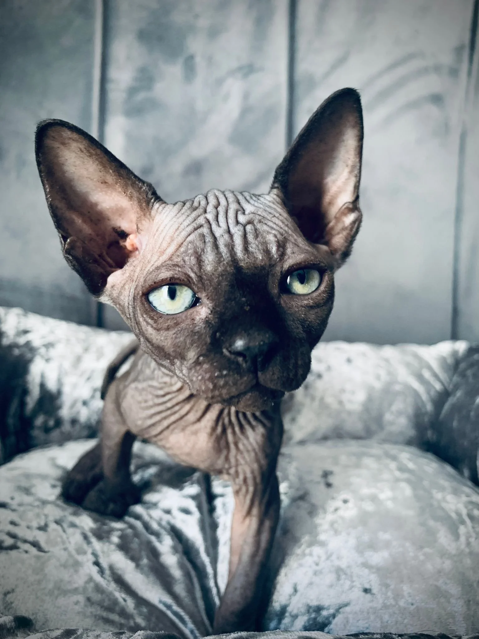 Sphynx cat with green eyes sitting on a gray cushion.