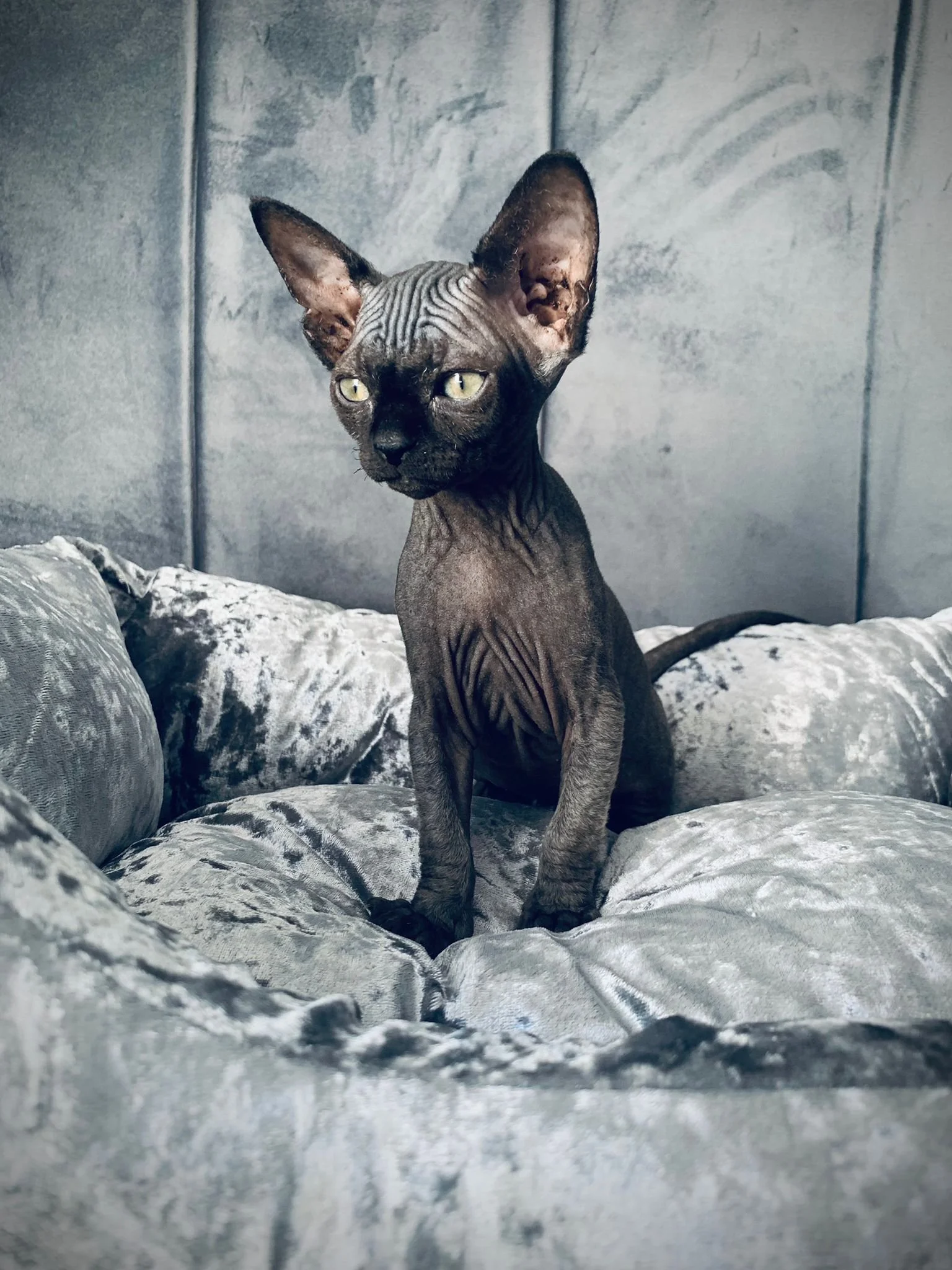 Hairless cat, likely a Sphynx, sits on a plush gray cushion against a textured wall.