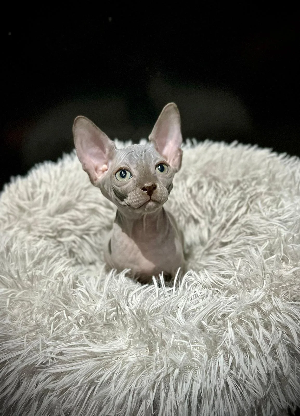 Sphynx cat sitting on a textured white cushion