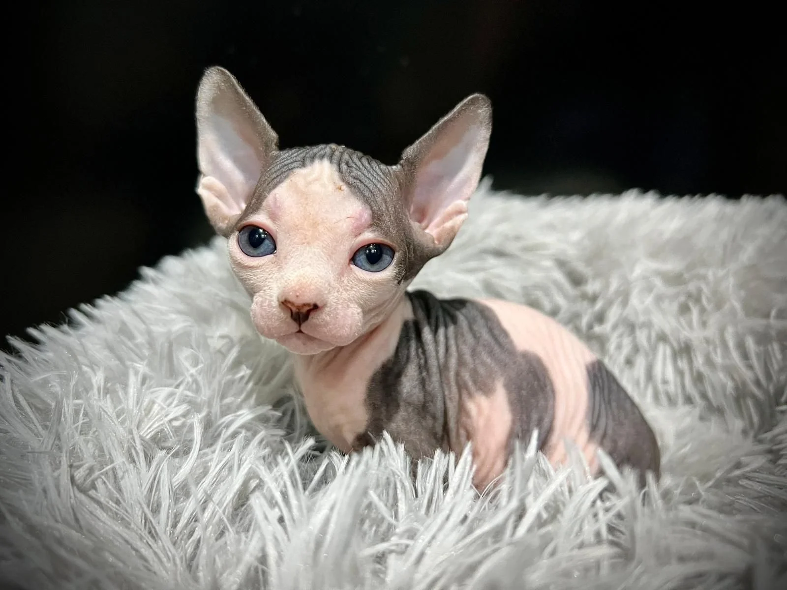 Sphynx kitten lying on a fluffy blanket.