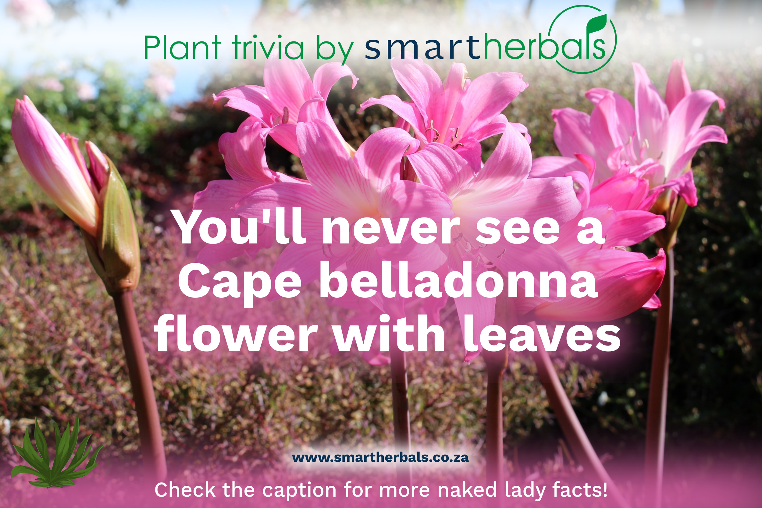 Cape Belladonna
